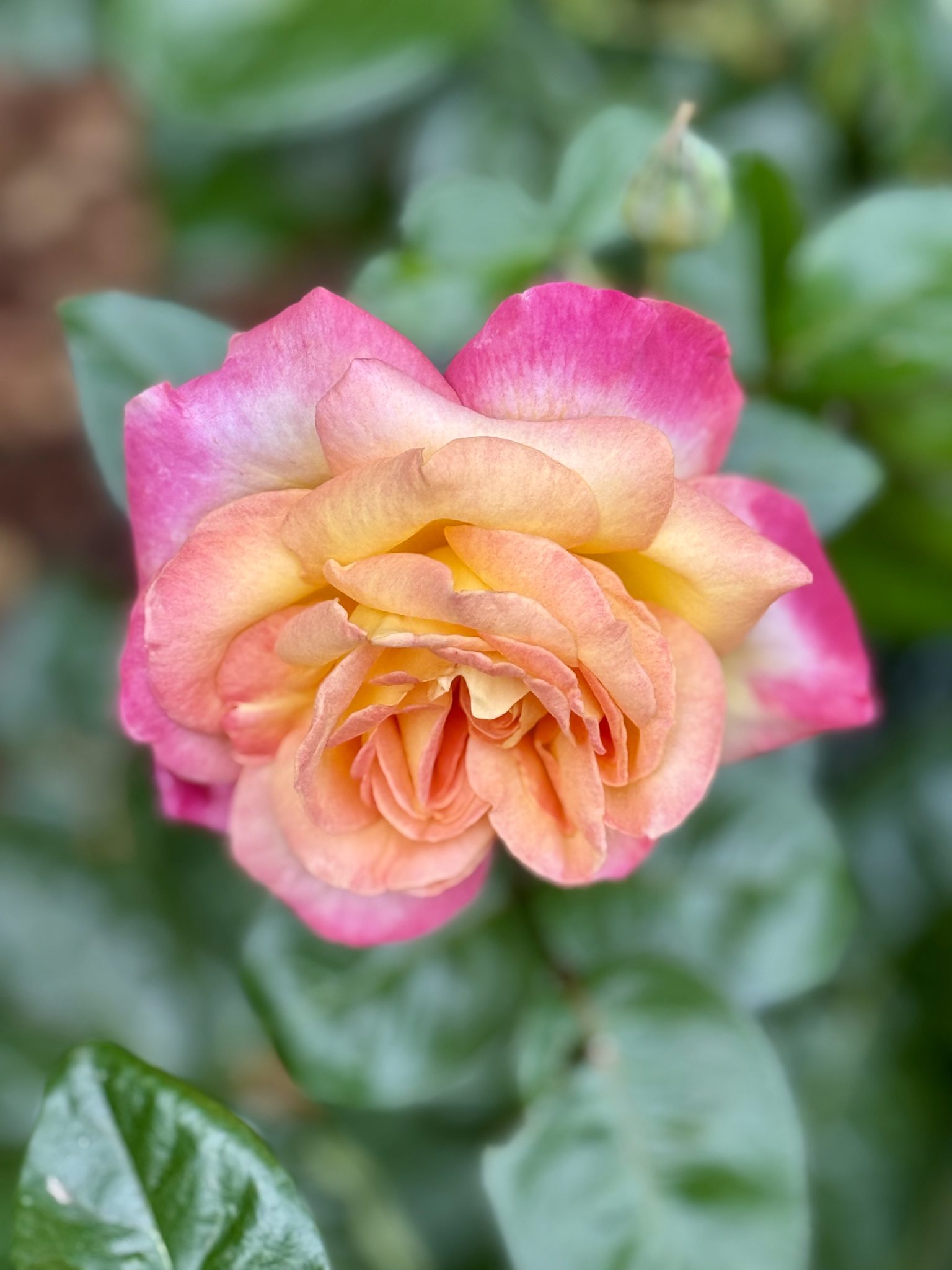 A multi-colored rose with orange, yellow, and pink shades captured in the evenin