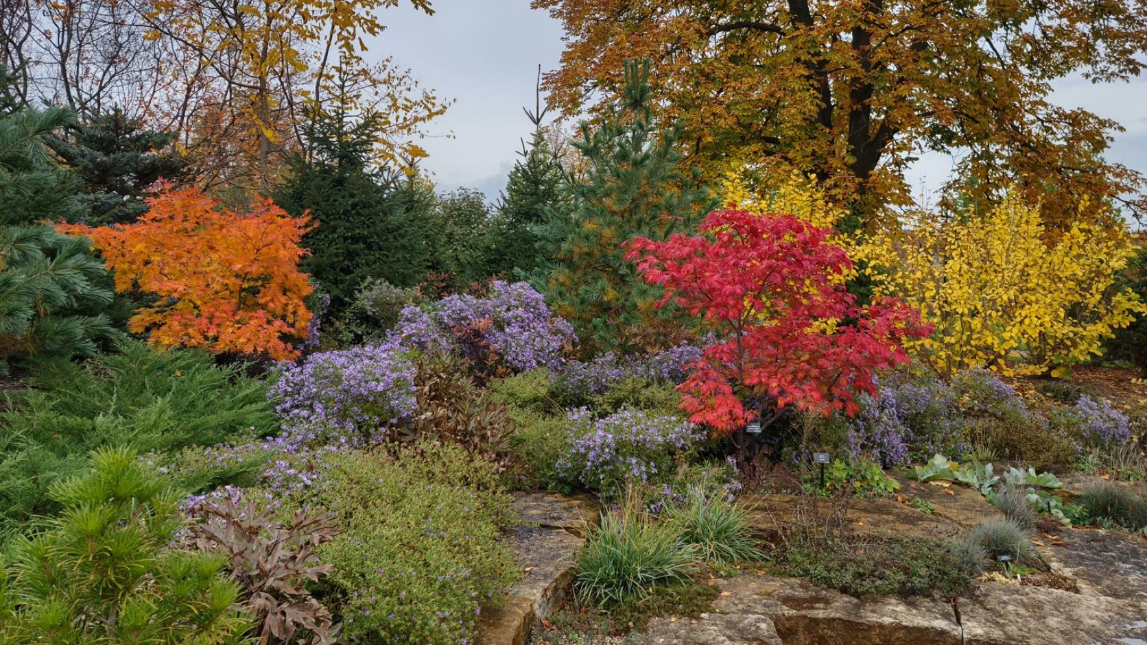 Autumn Forest Colors