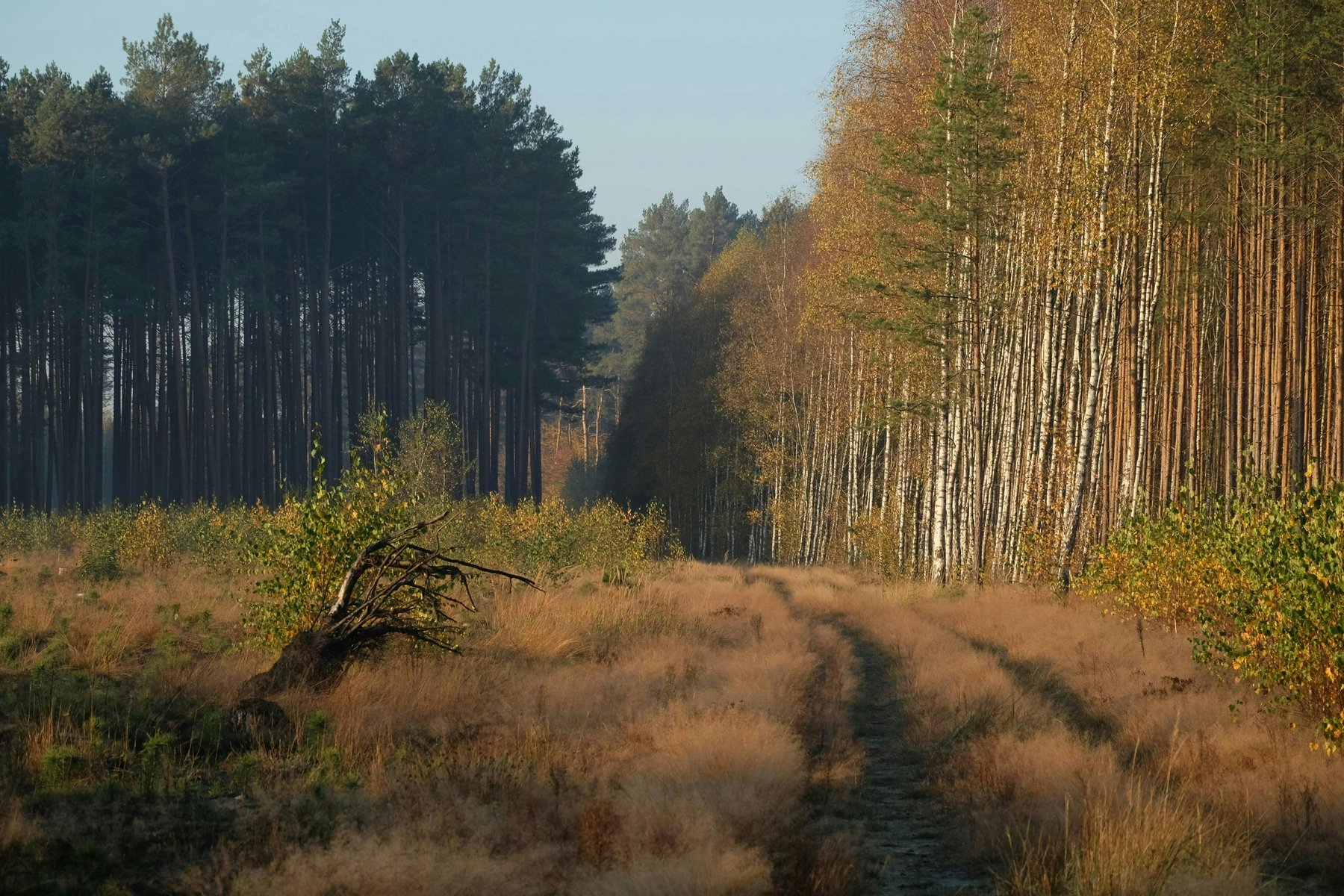 Autumn Forest Clearing