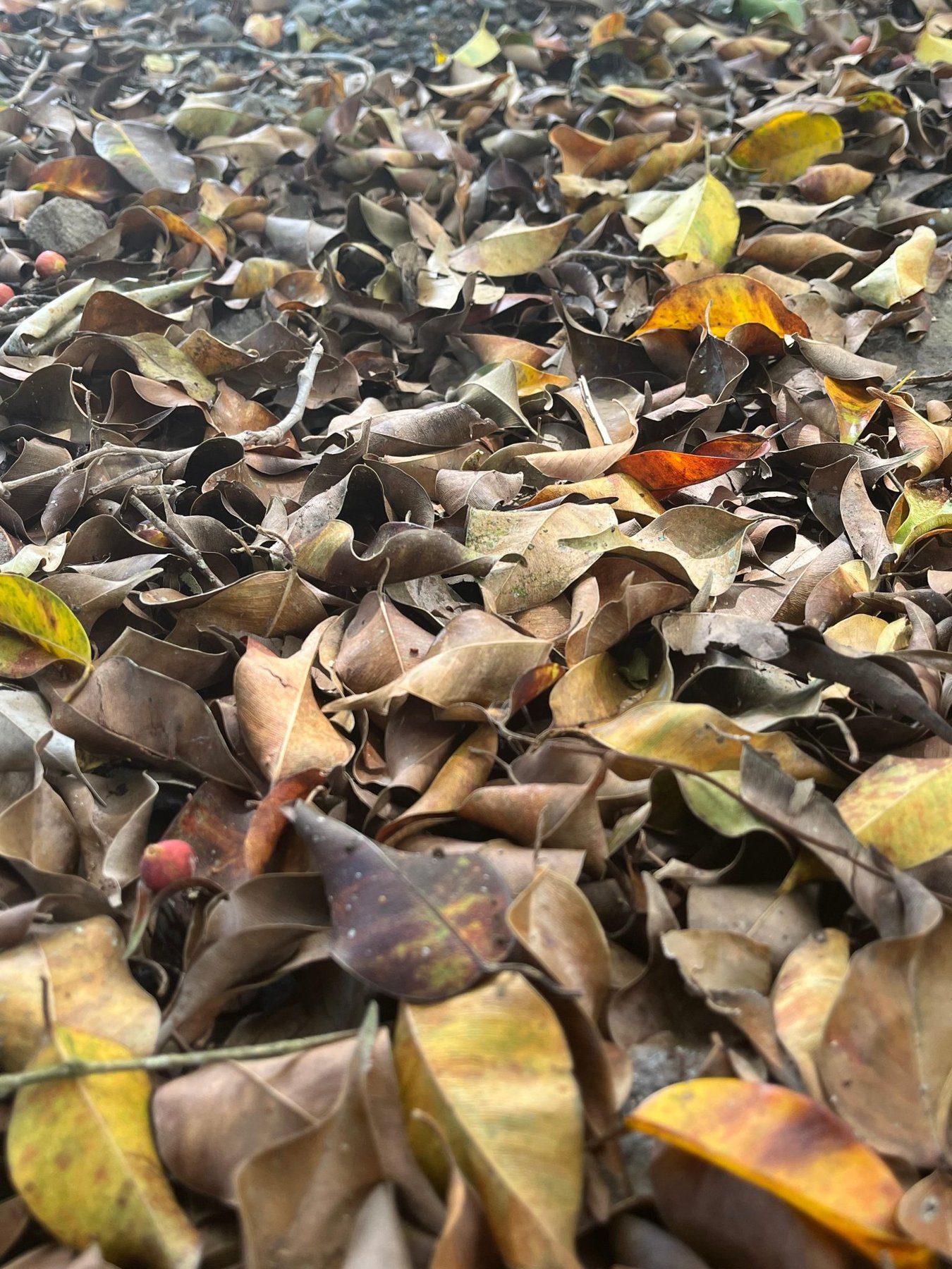 Autumn Leaves Carpet