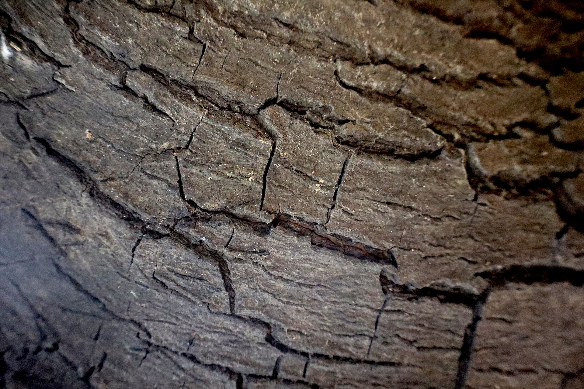 Bark of Sapota tree.jpg