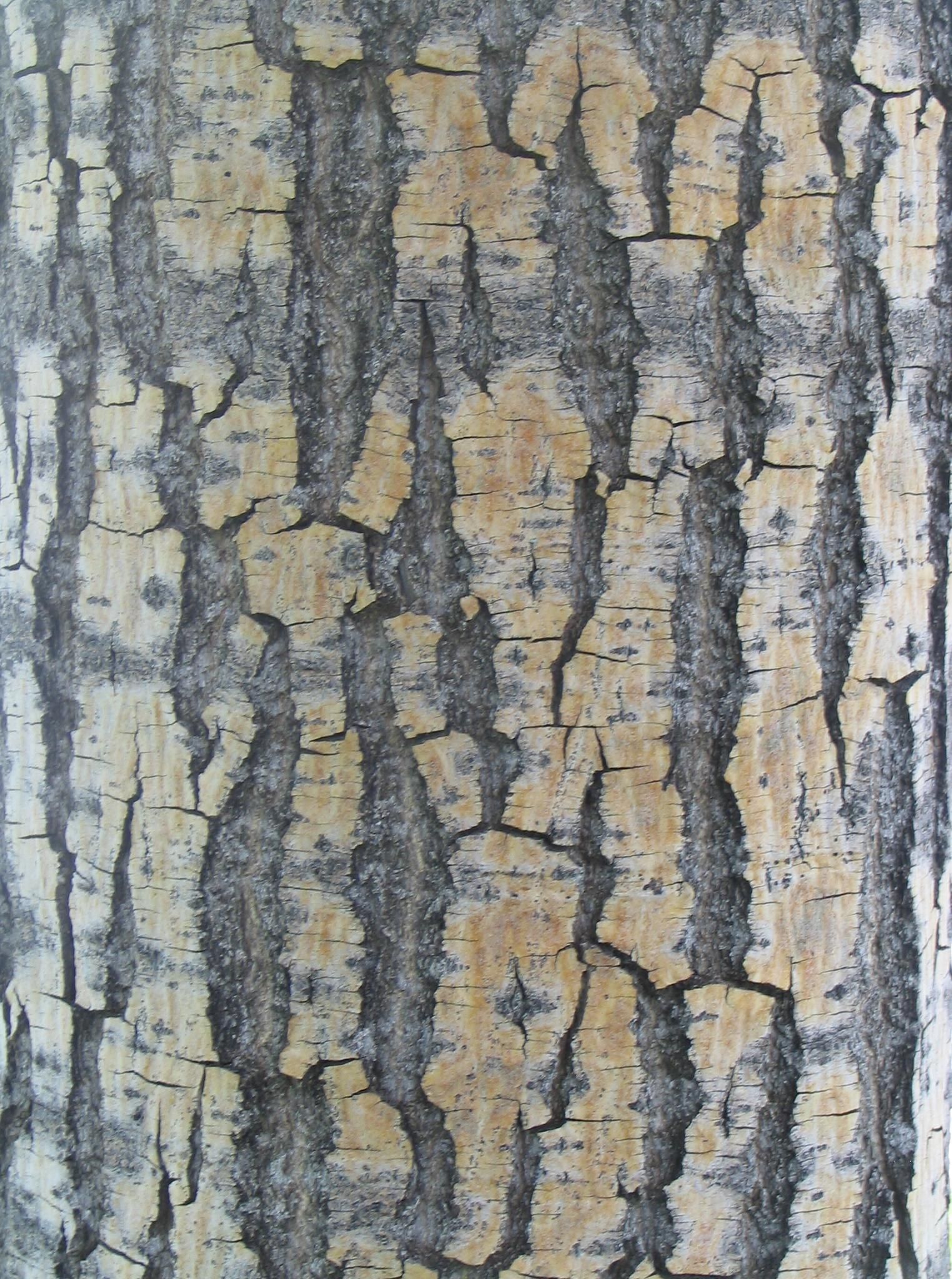 Bark texture wood.jpg