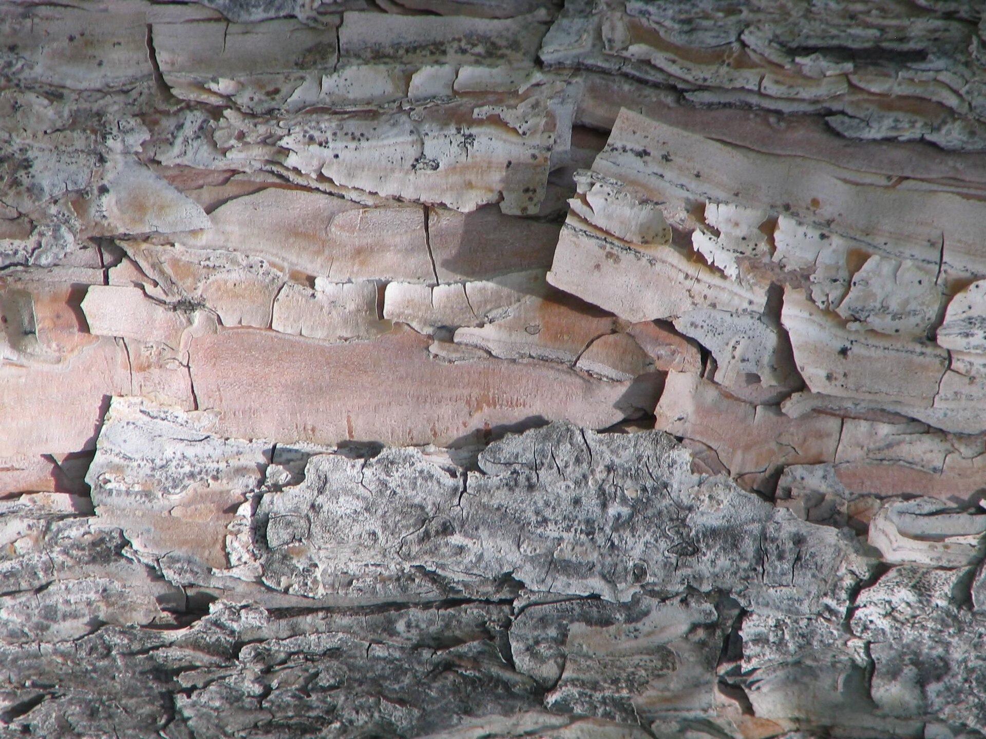 Bark wood texture.jpg
