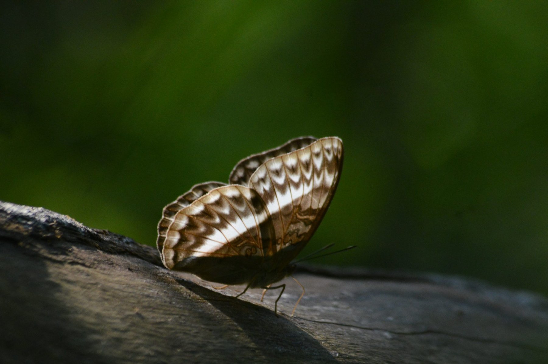 Butterfly on Weathered Wood