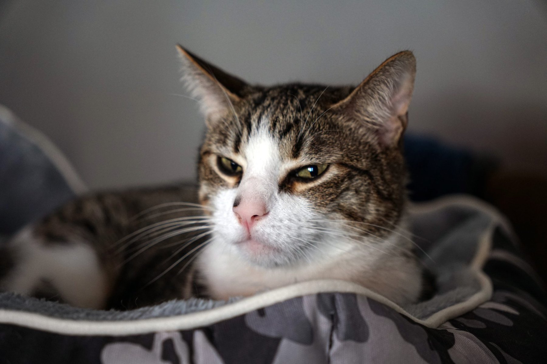 Tabby Cat Portrait