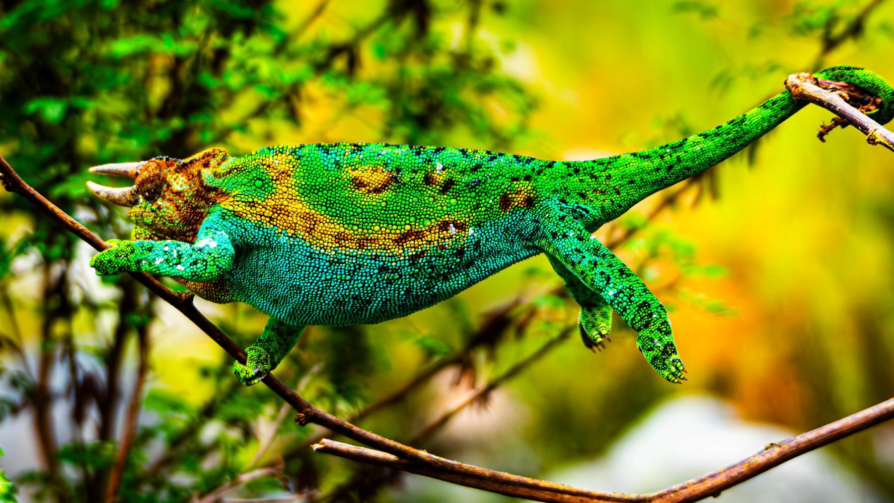 Jackson's Chameleon