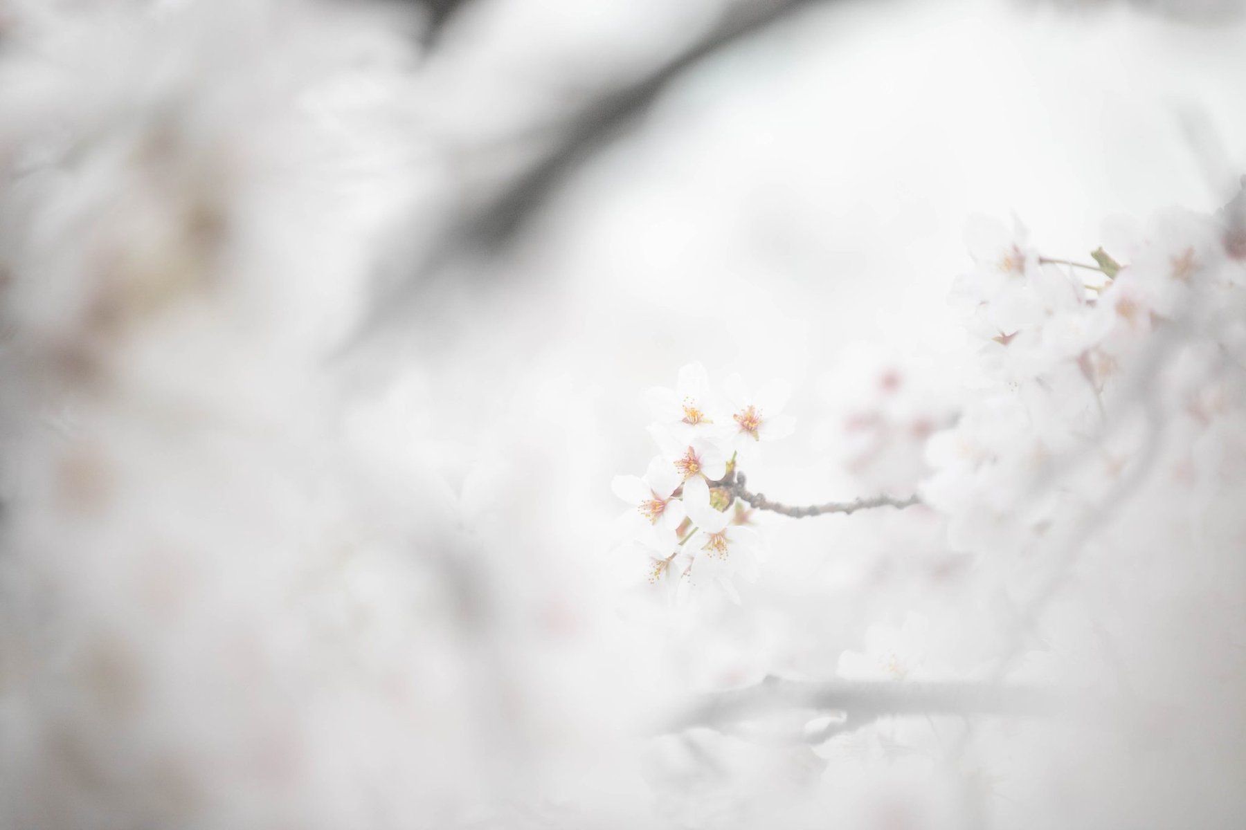 Cherry Blossom Branch