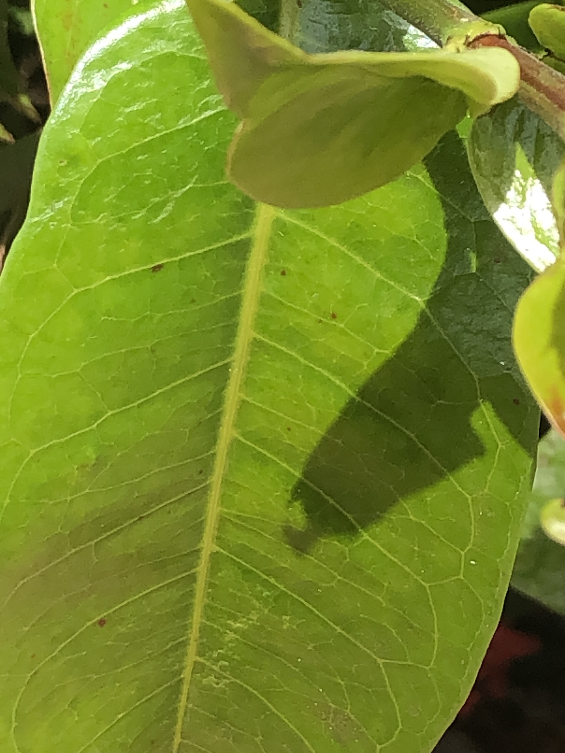 Close up of a tropical plant's leaf.jpg