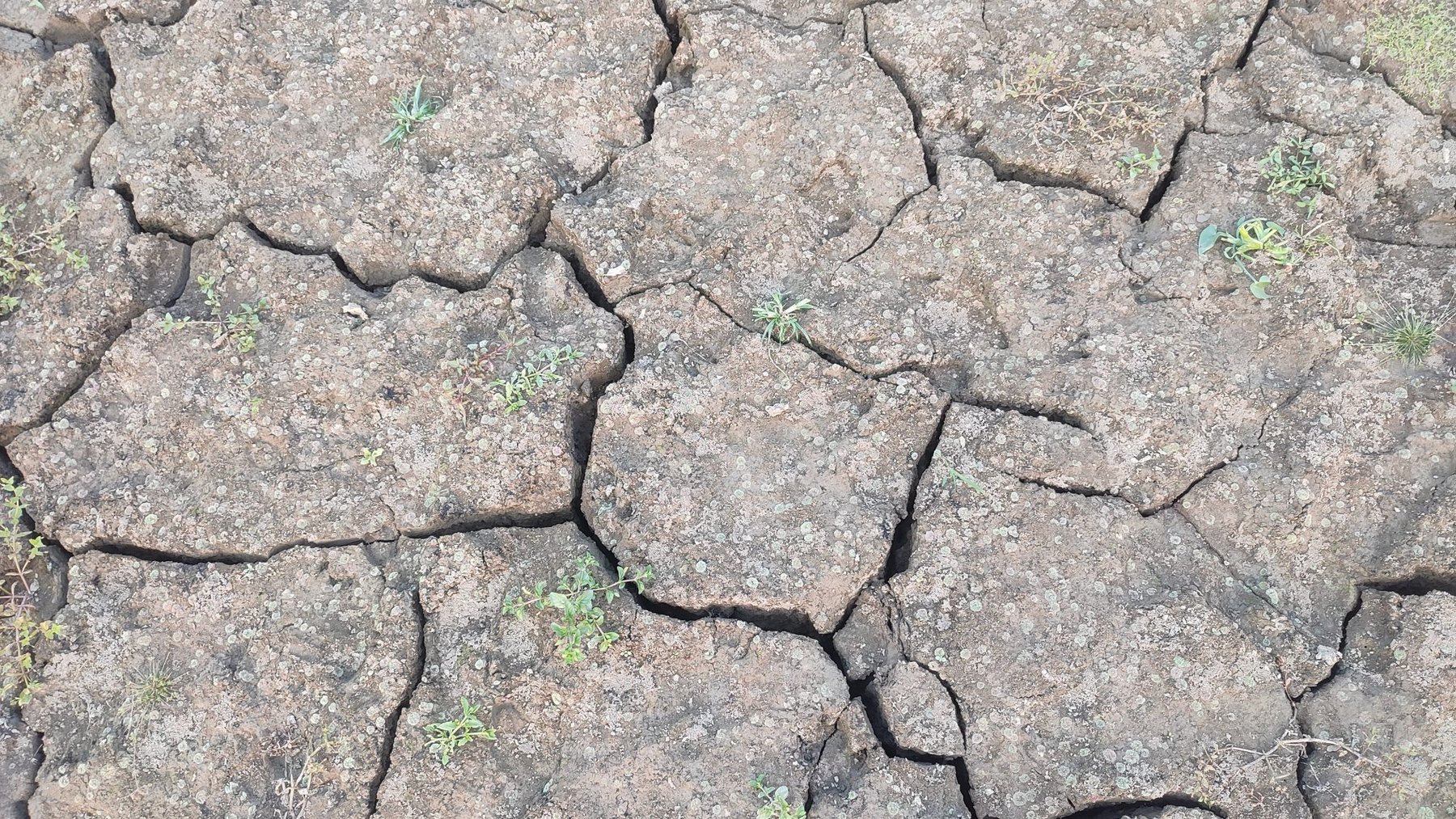 Cracked Earth Texture