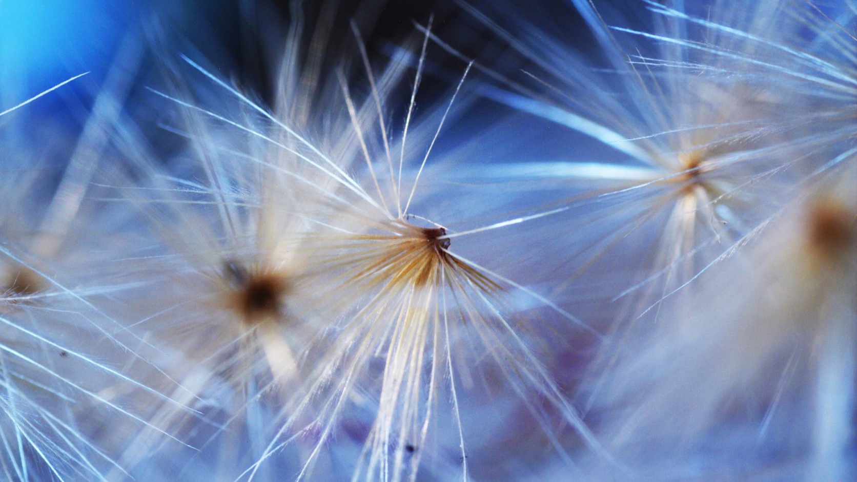 Dandelion Seeds Macro