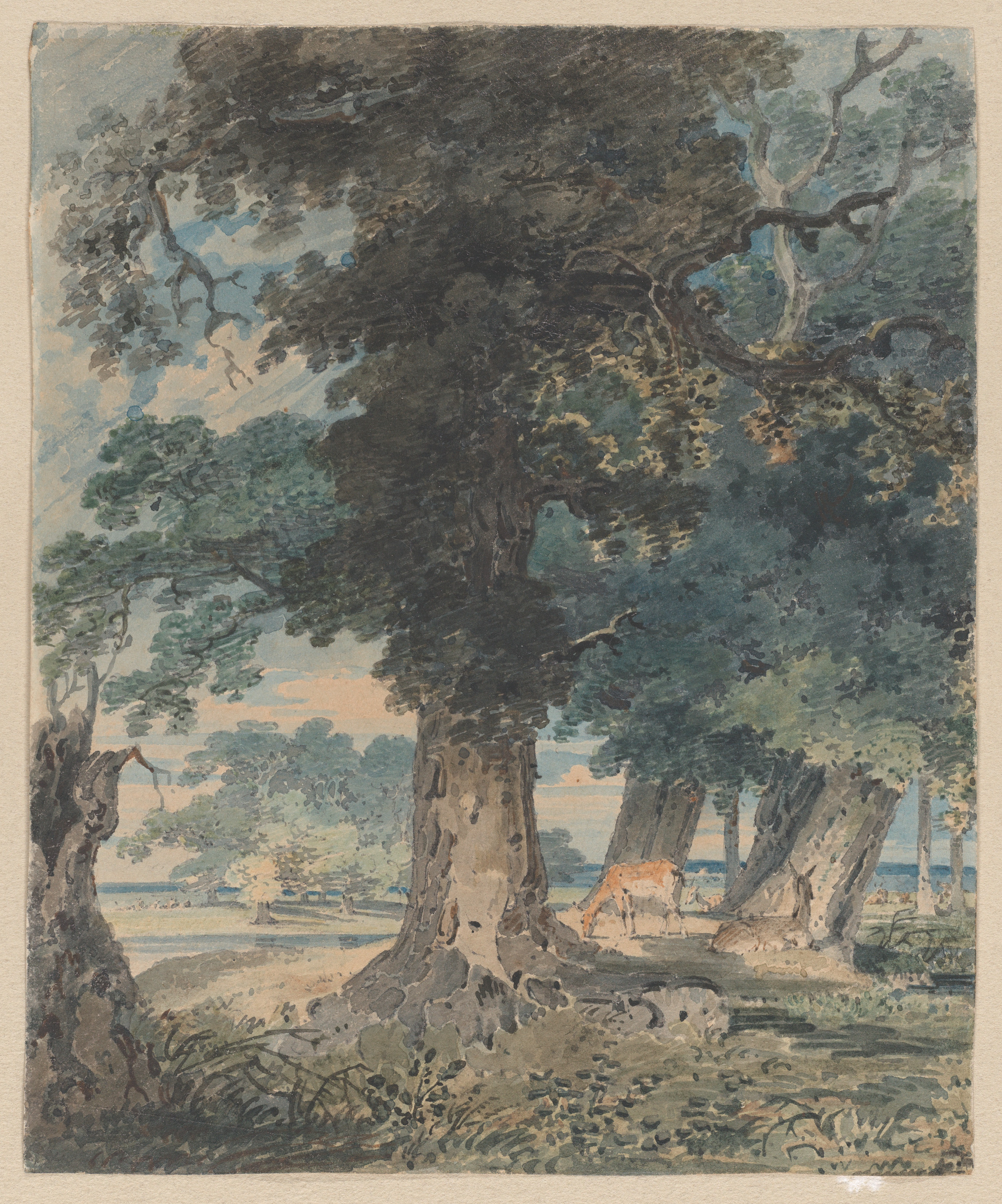 Deer in Windsor Forest