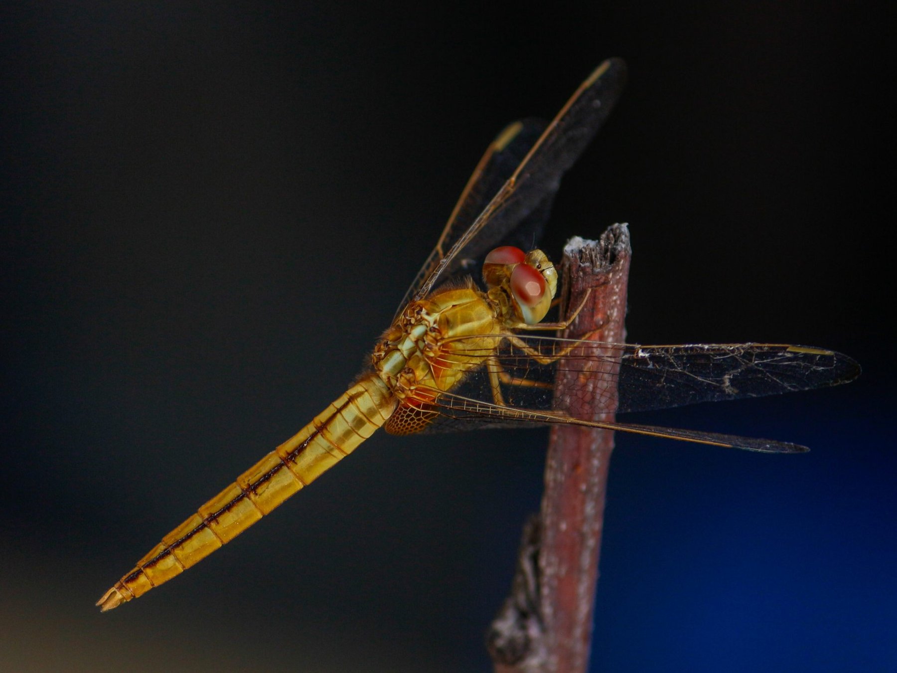 Dragonfly at Rest