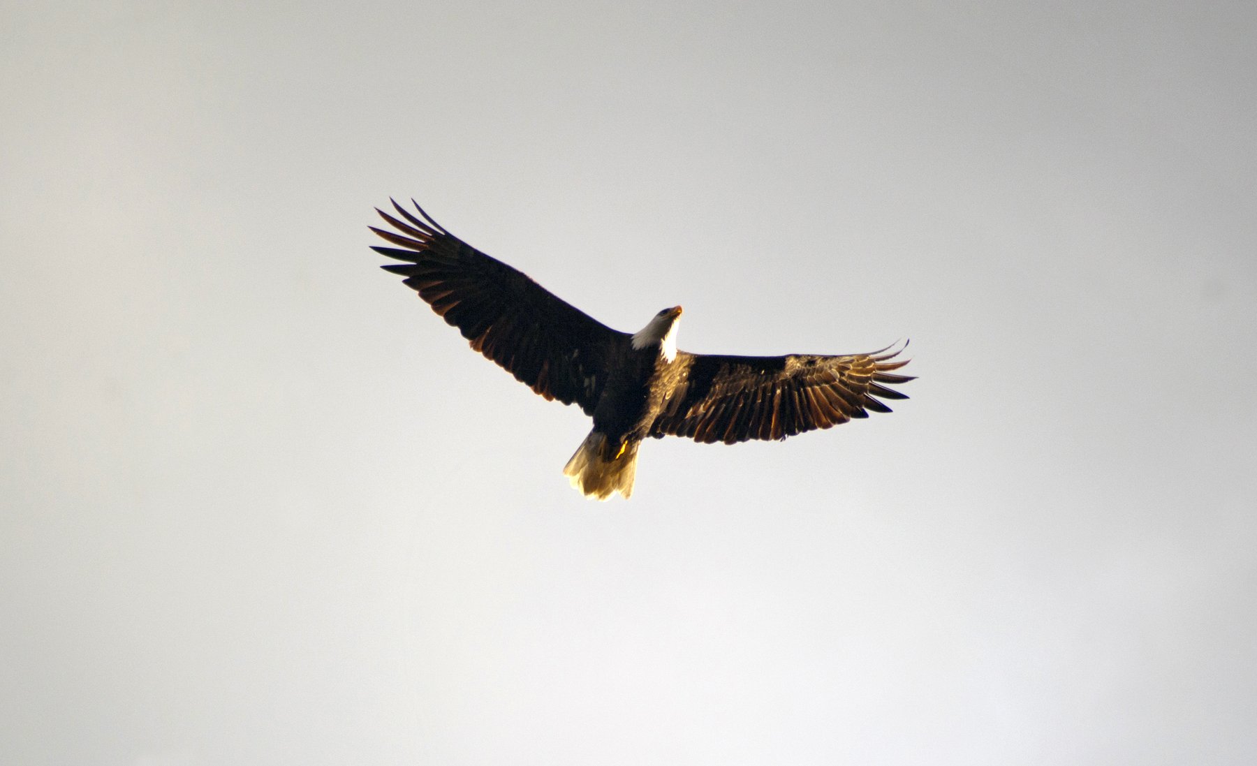Eagle Soaring Overhead