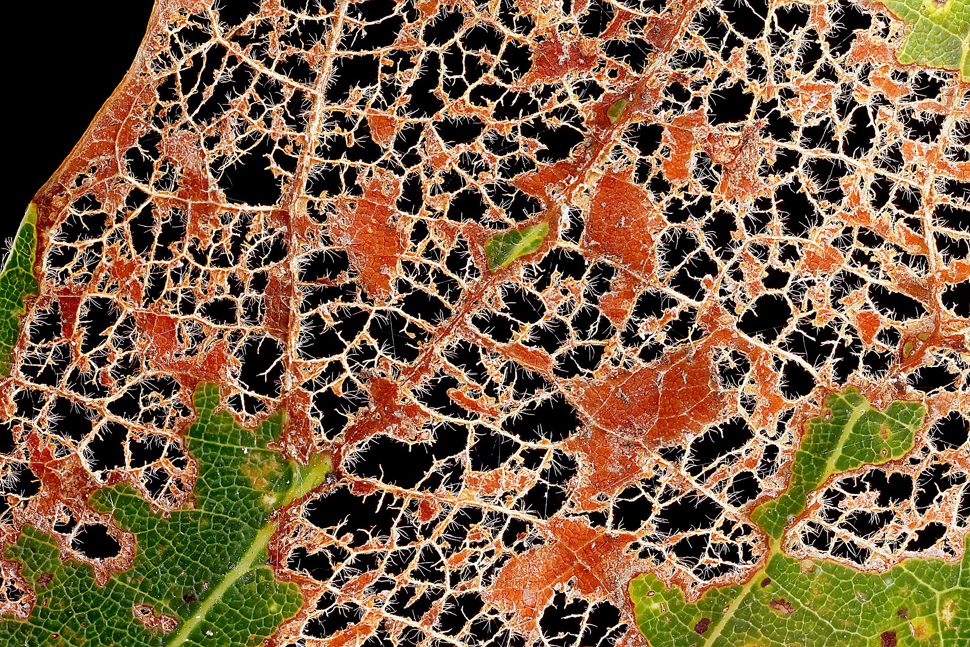 Eaten-Leaf-White-Oak-Close-Up 2012-08-02-15.48.47-ZS-PMax (7700429782).jpg