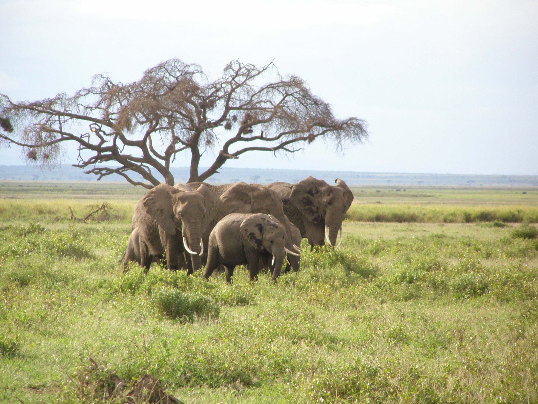 Elephants Under Acacia