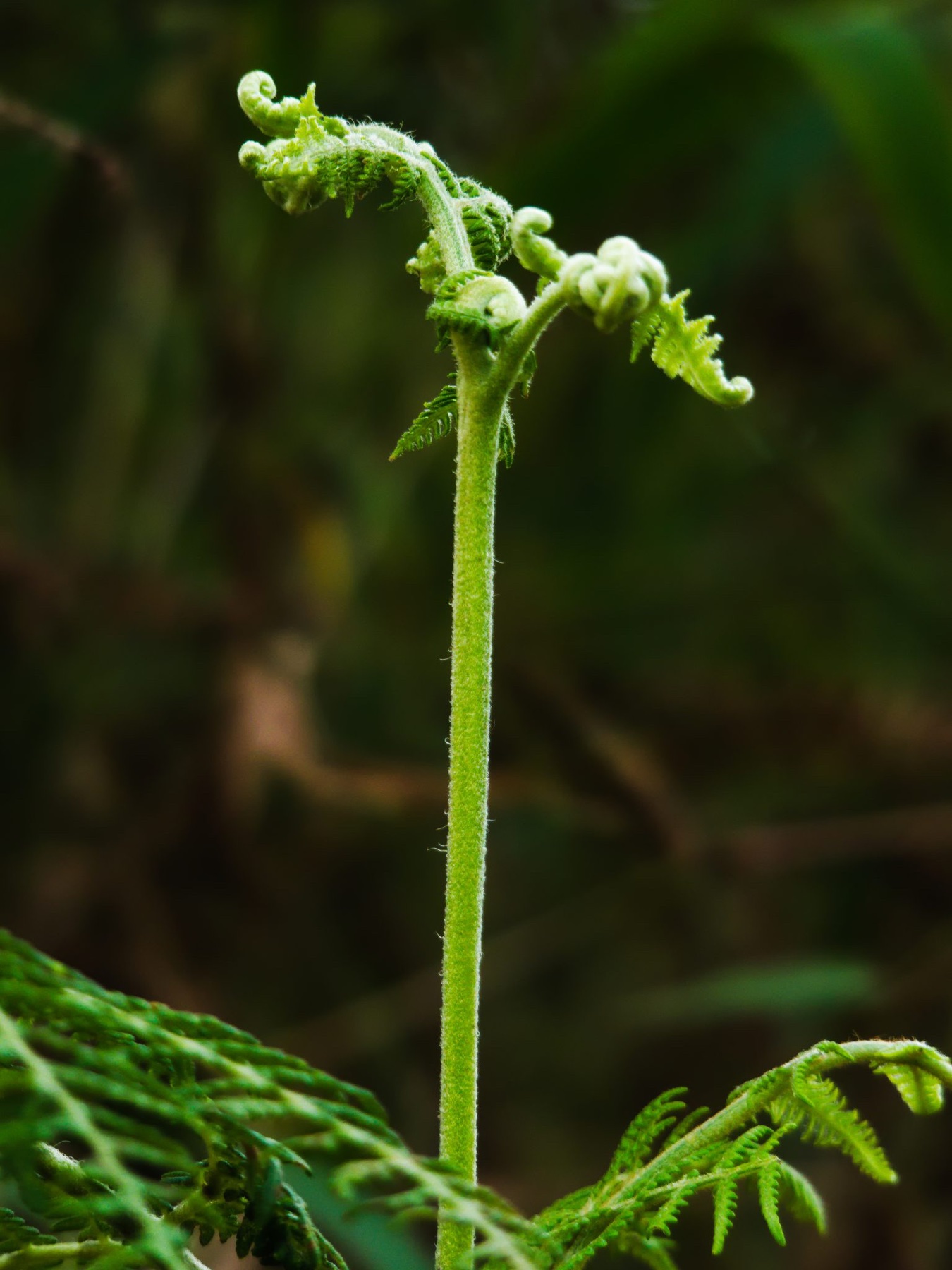 Young Fern Shoot