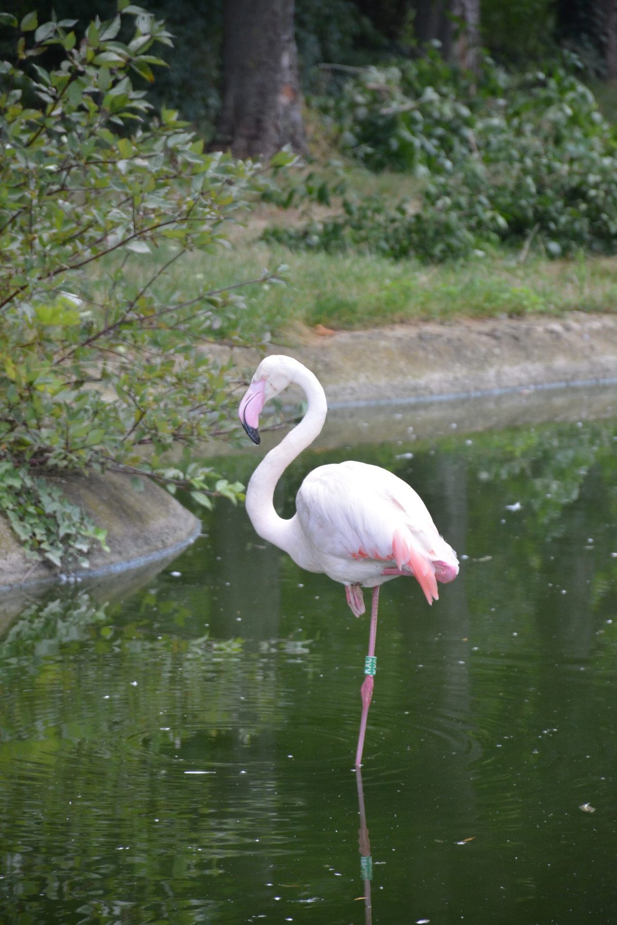 Flamingo in Still Water