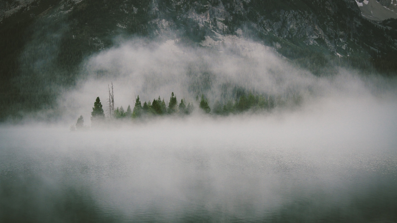 Forest Mist