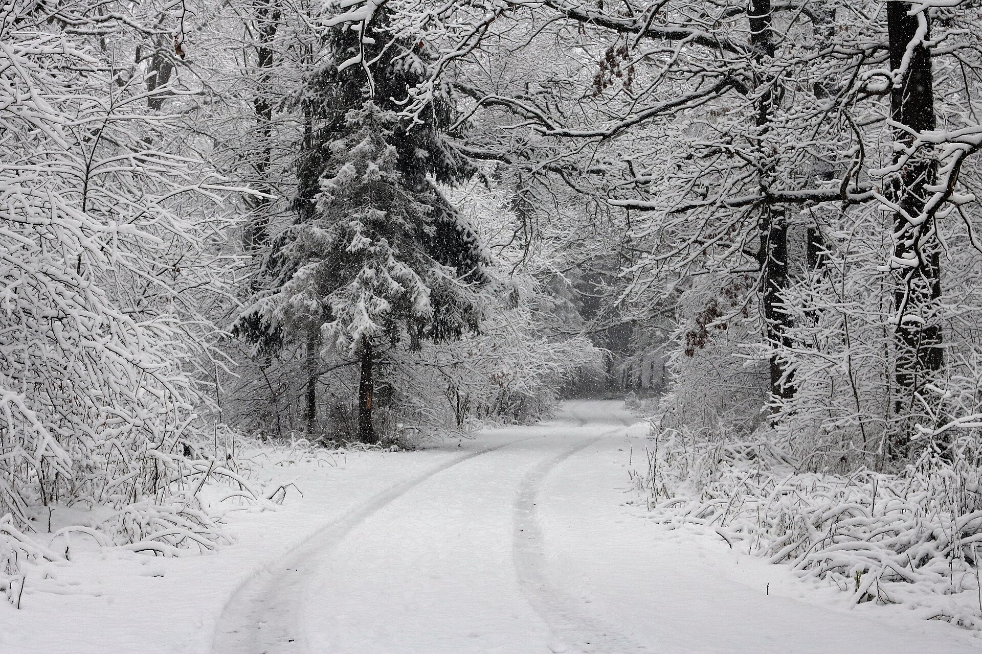 Forest road Slavne 2017 G8.jpg