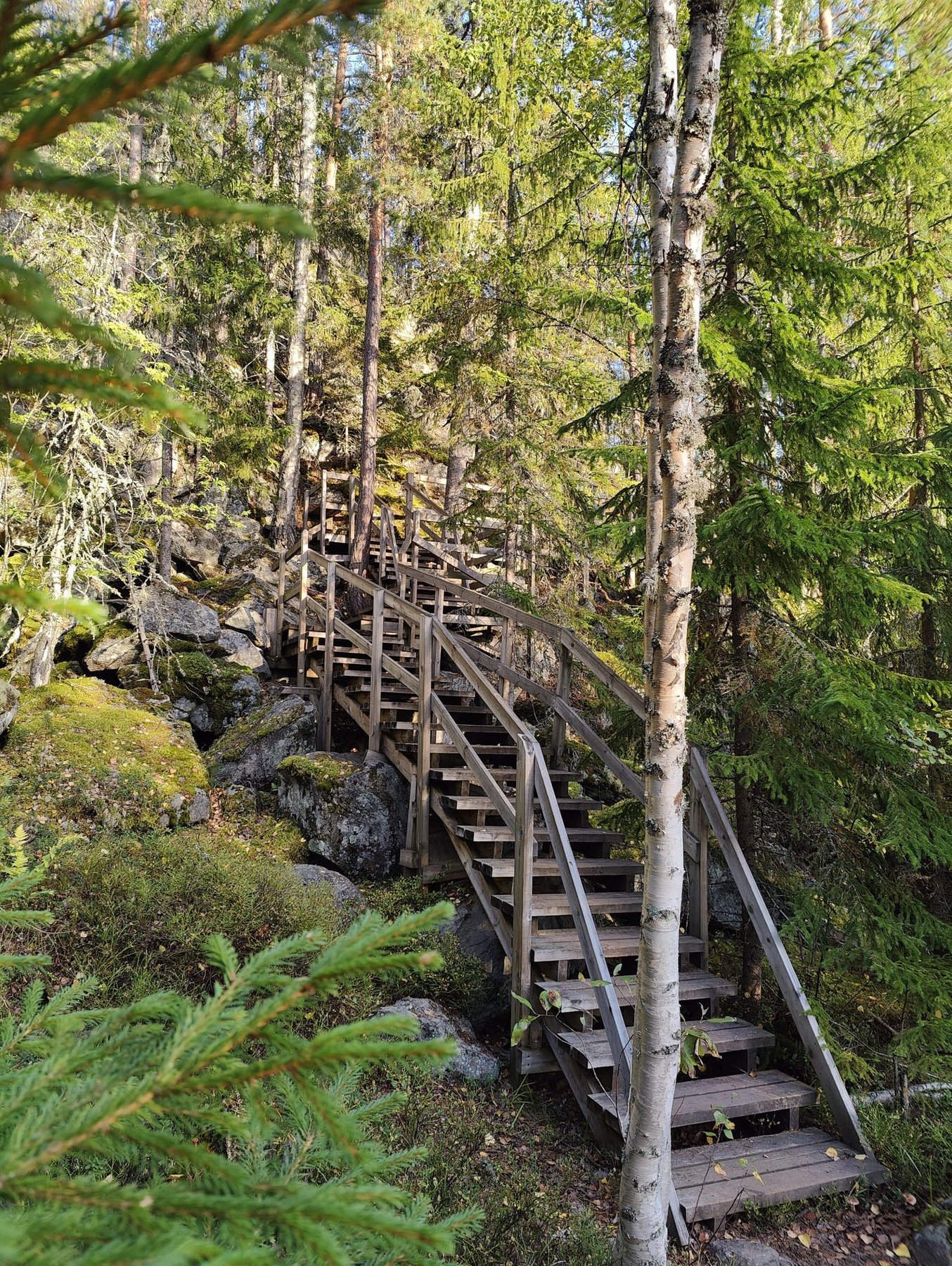 Wooden Stairs Through the Forest