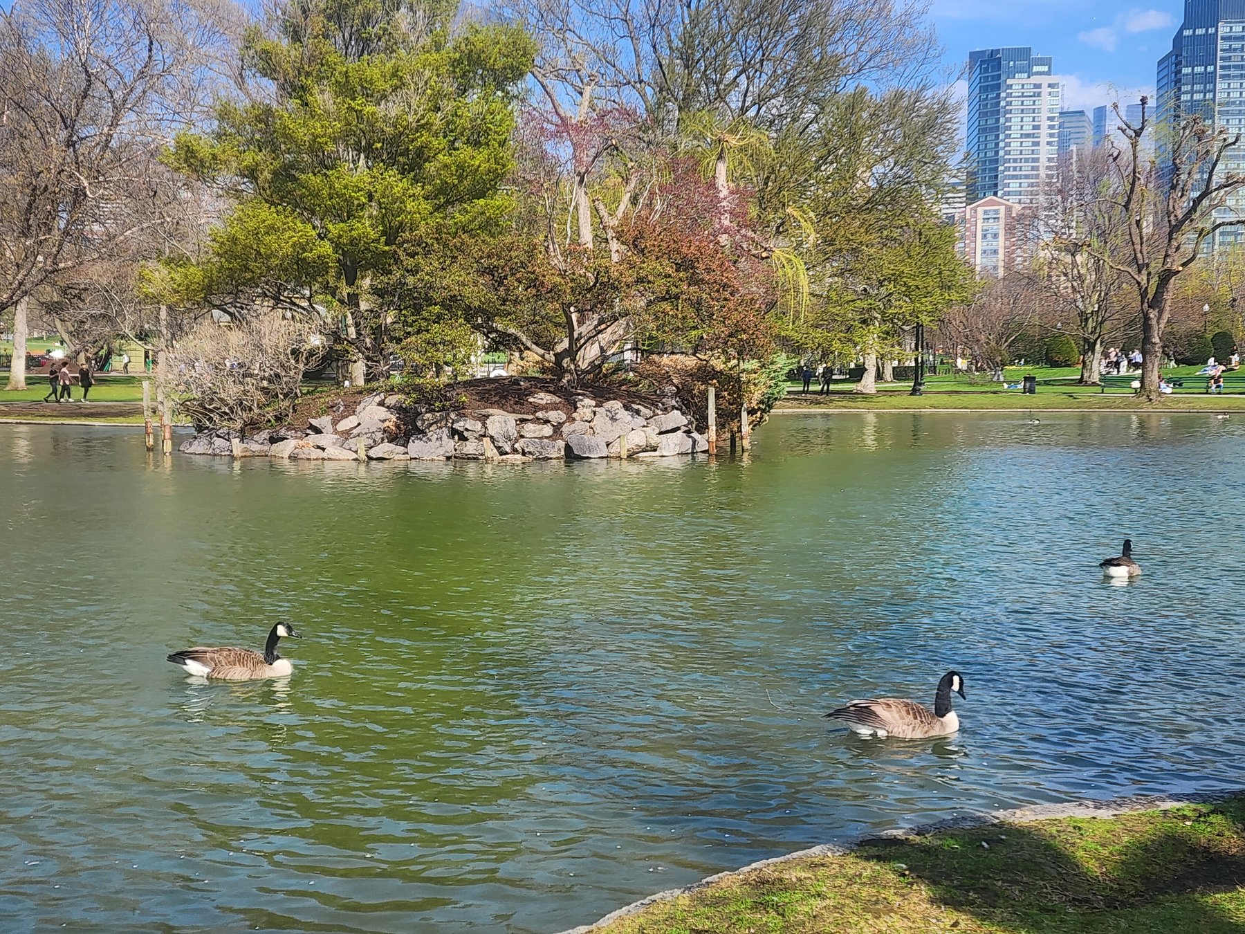 Geese on a City Park Pond