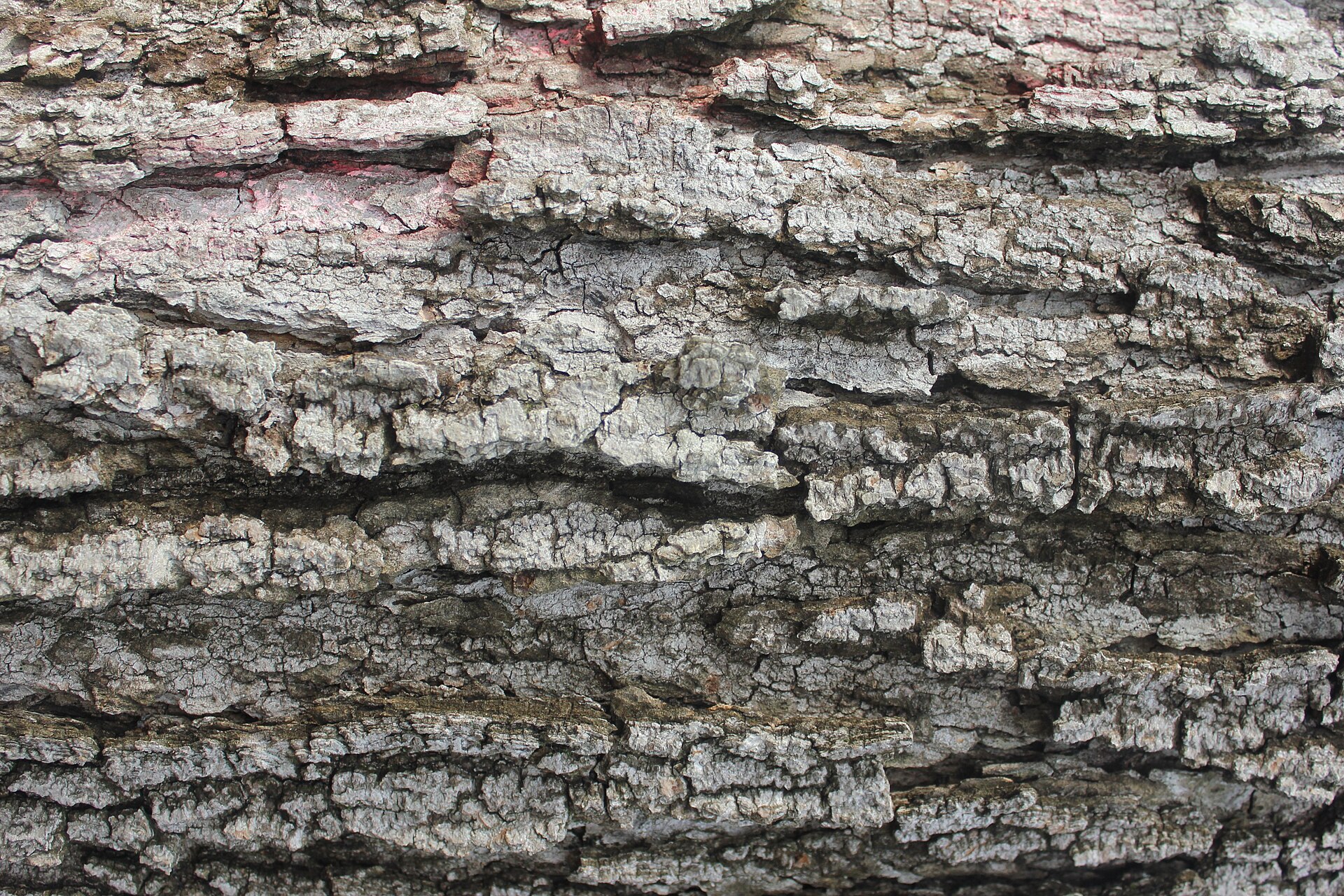 Gfp-tree-bark-texture.jpg