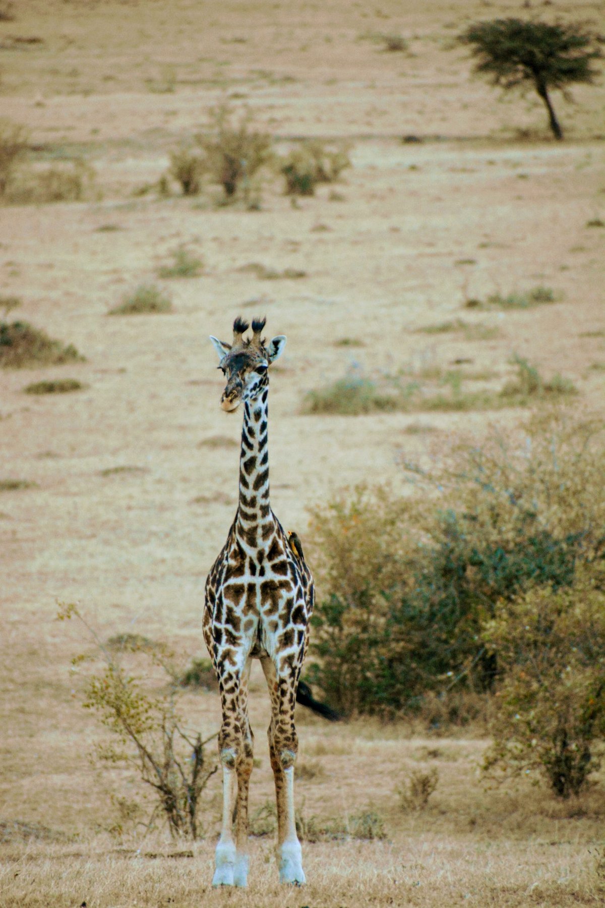 Giraffe on the Savanna