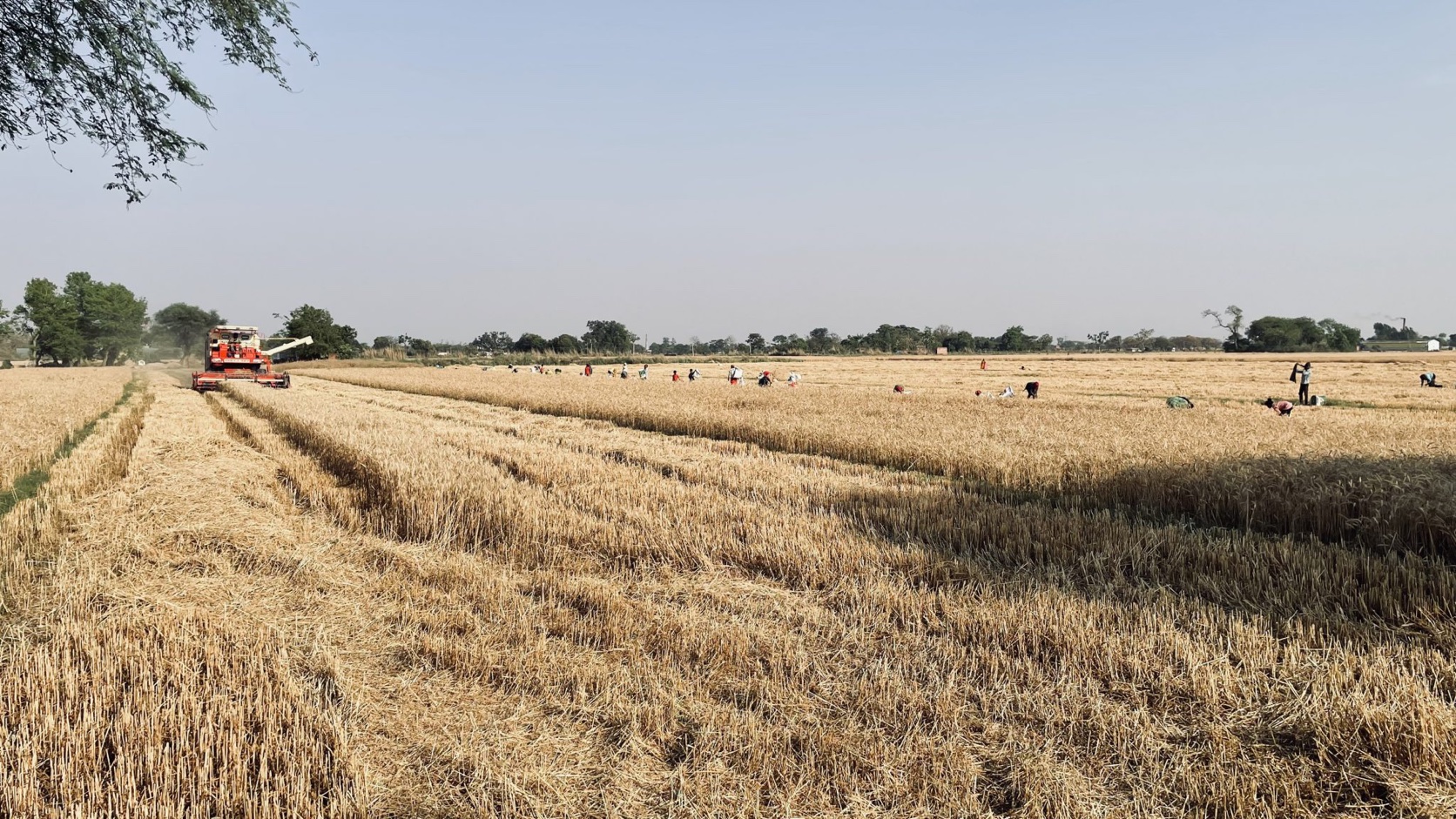 Wheat Harvest