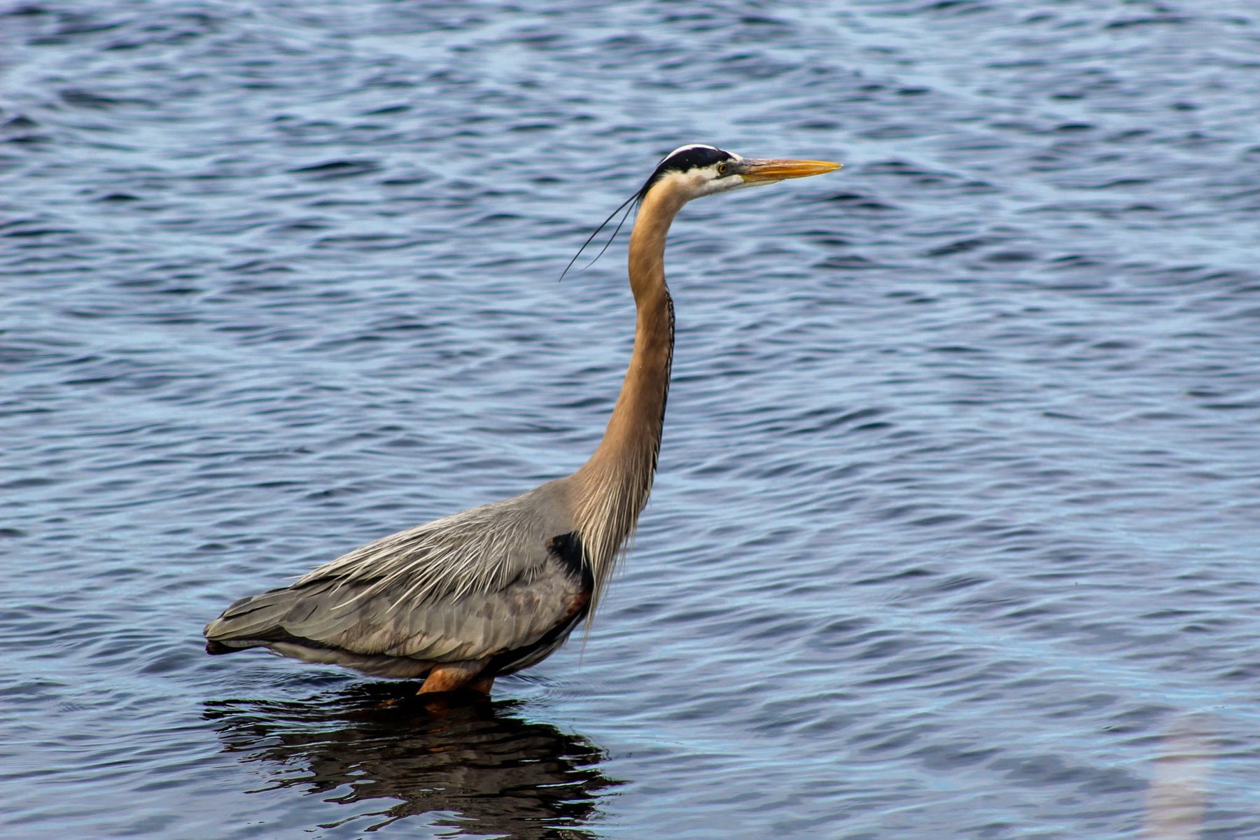 Great Blue Heron Wading