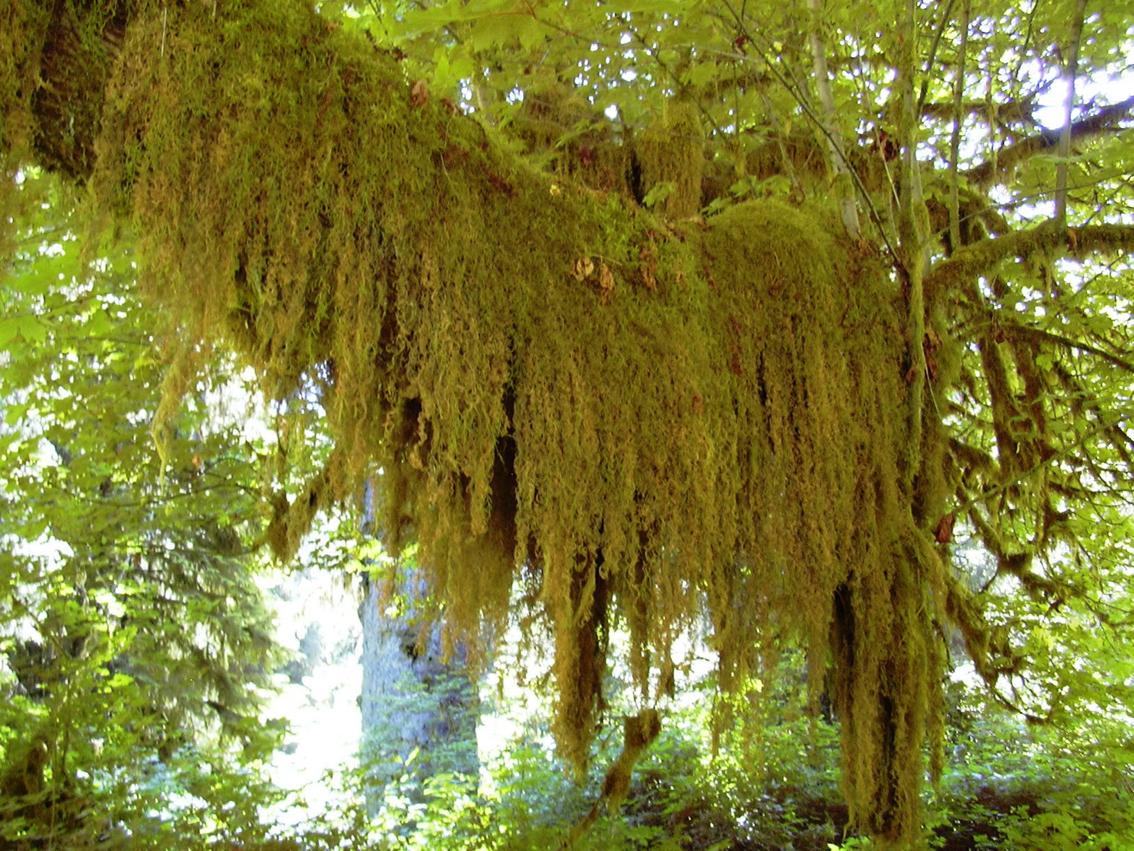 Hoh hanging moss lichen rainforest NPS Photo (17116425149).jpg