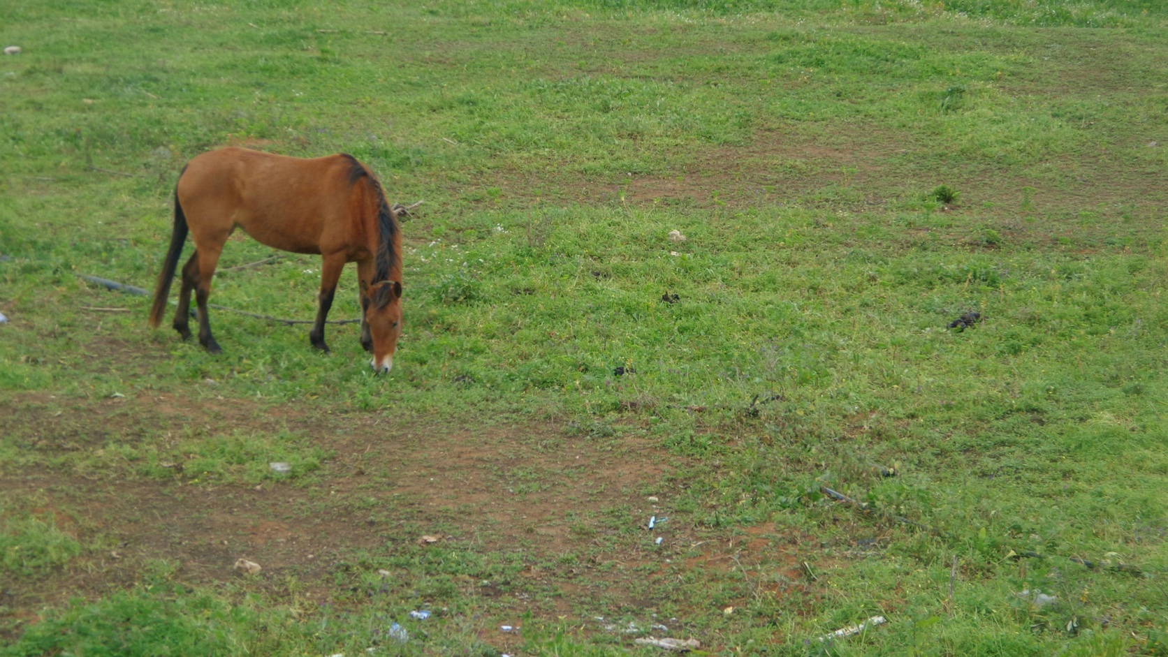 Grazing Horse