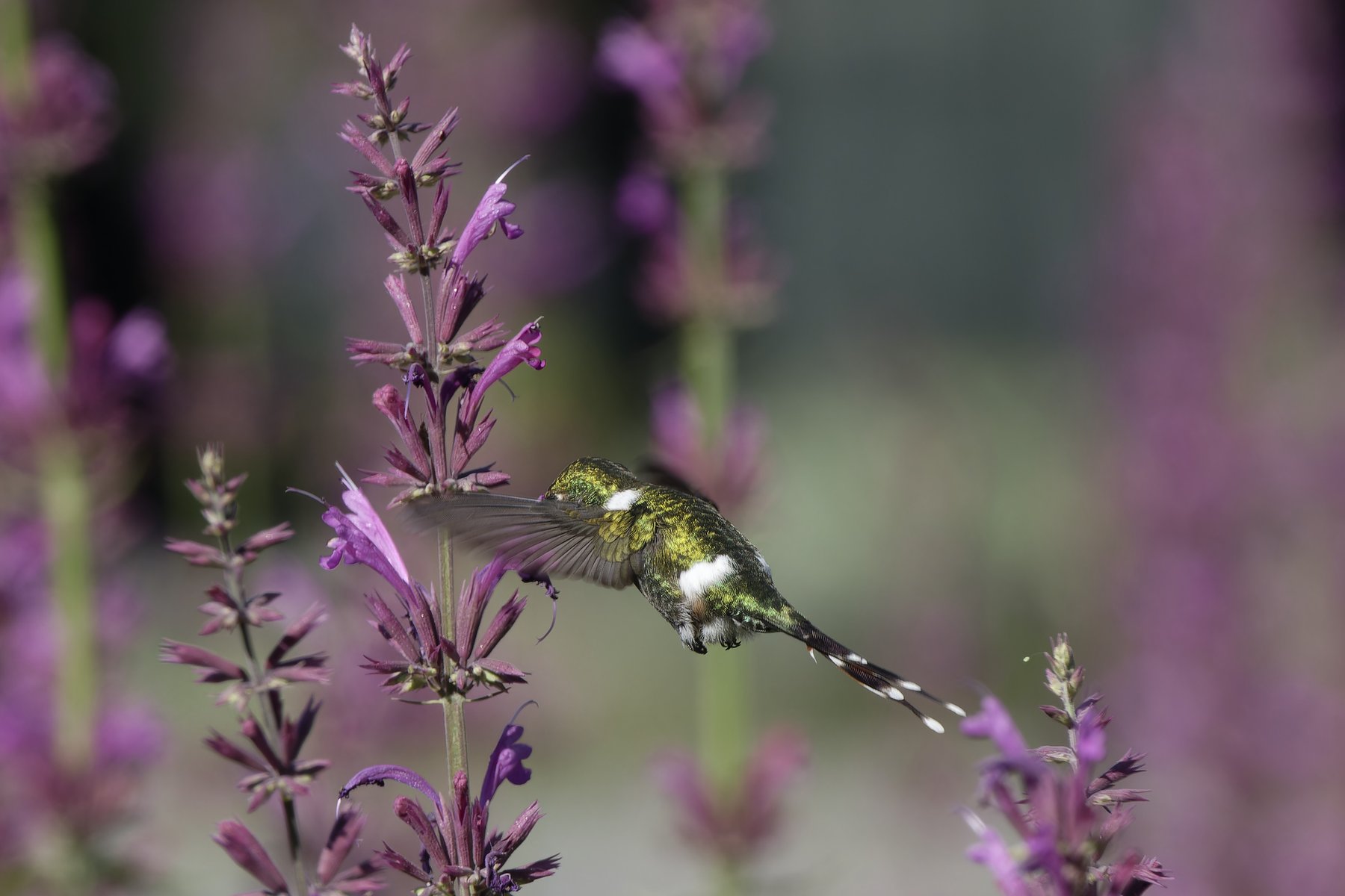 Hummingbird at Lavender