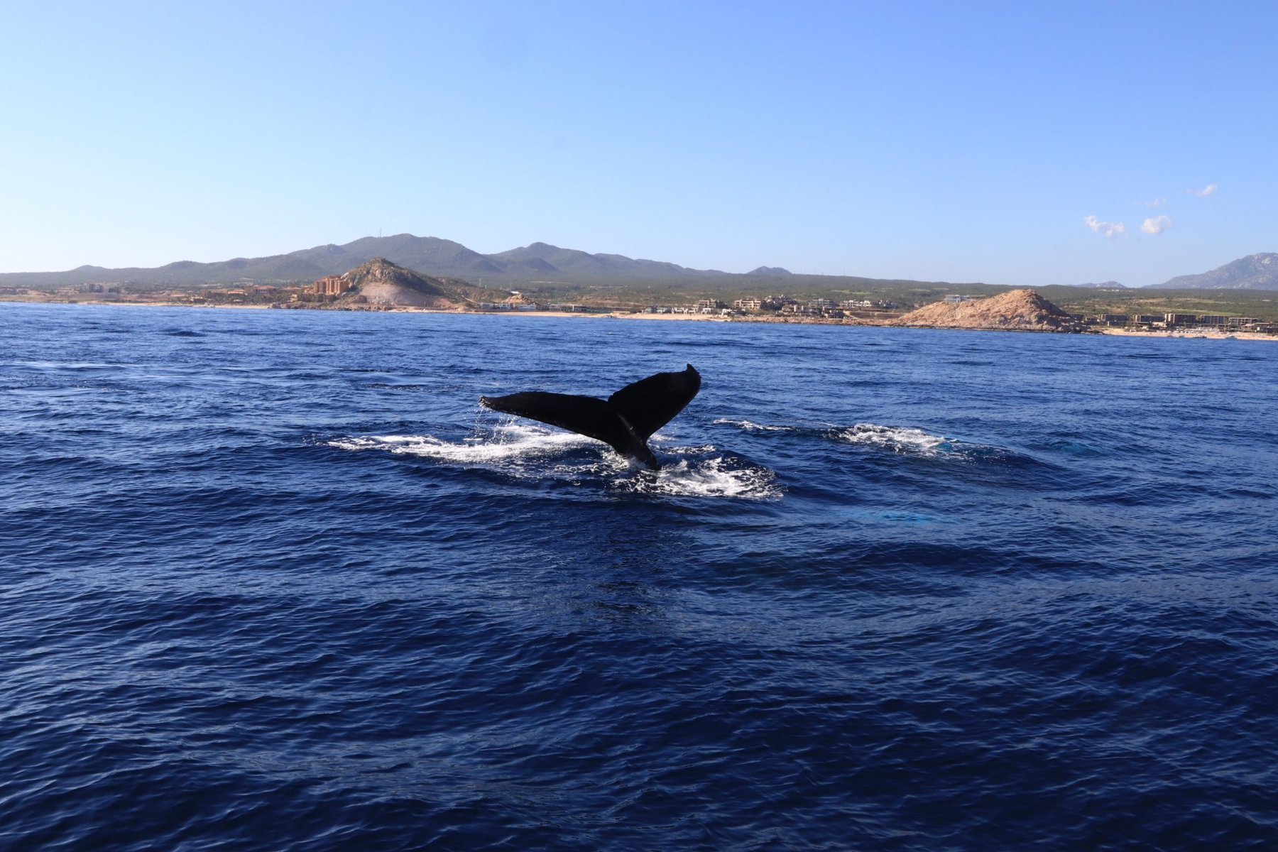 Humpback Whale Tail