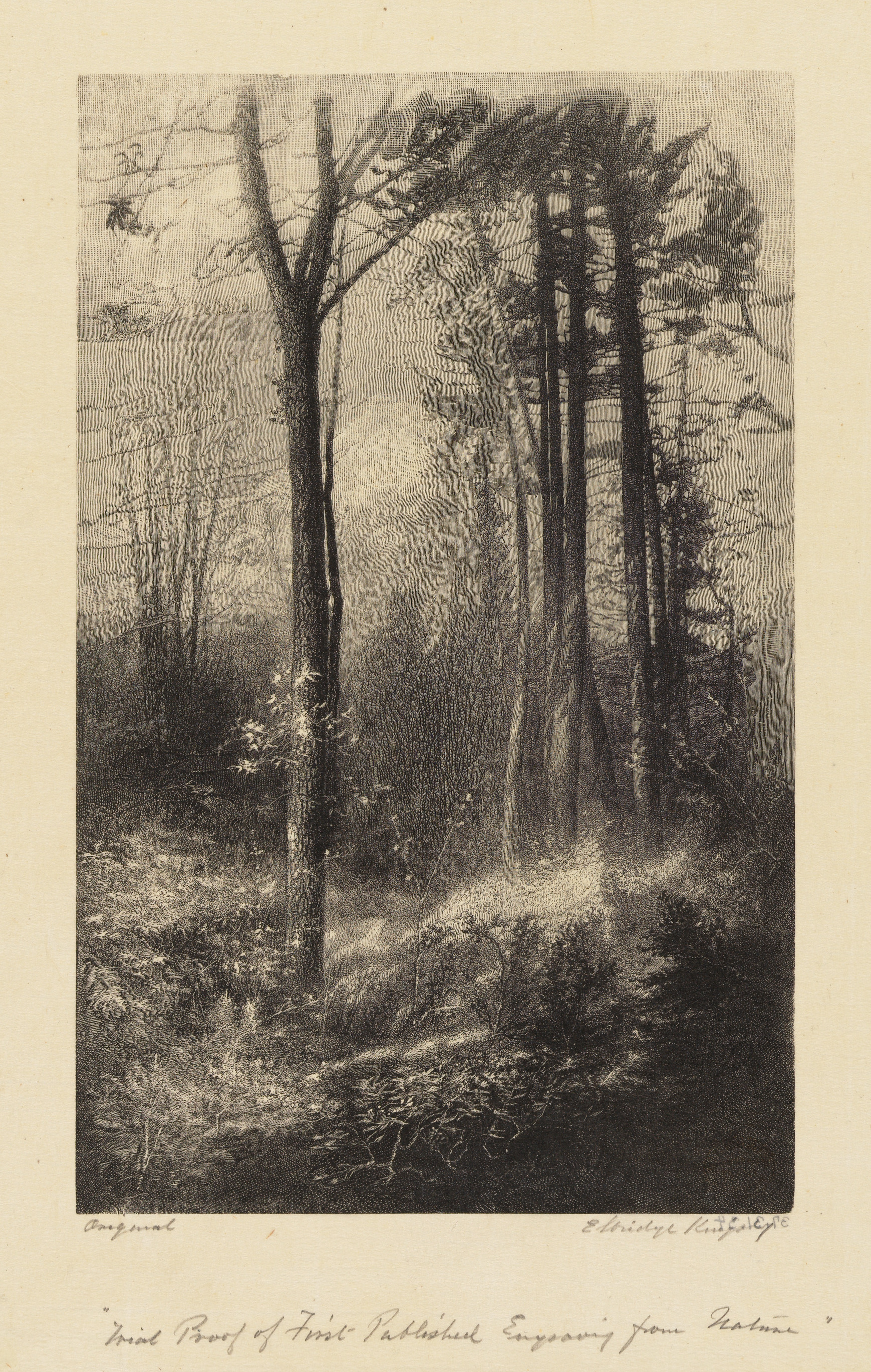 In a New England Forest