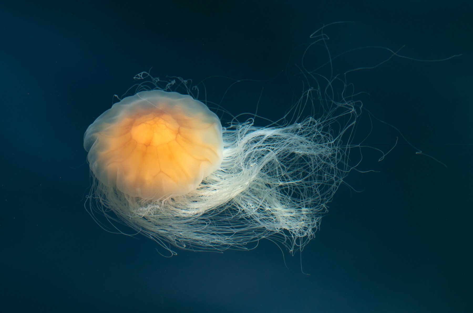Glowing Jellyfish