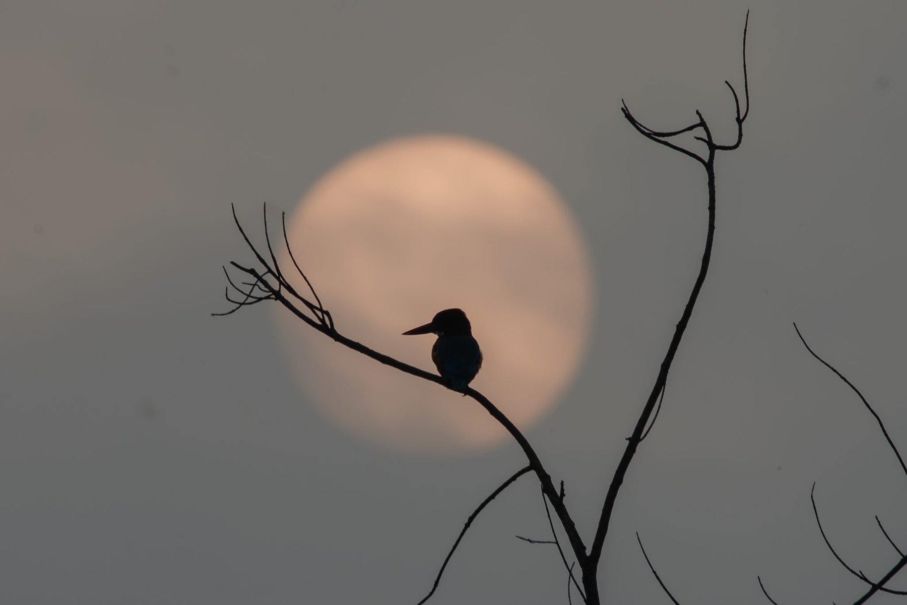 Kingfisher at Moonrise