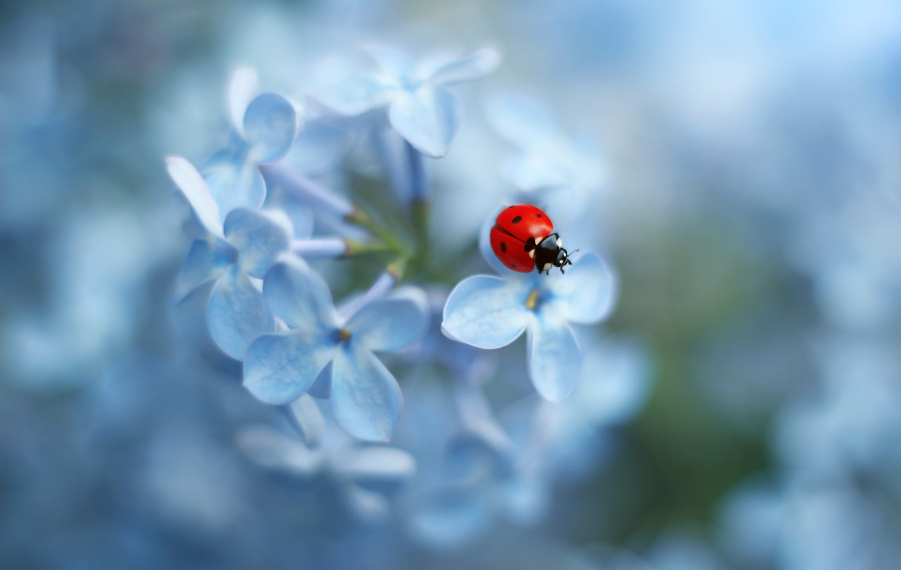 Ladybug on Blossom