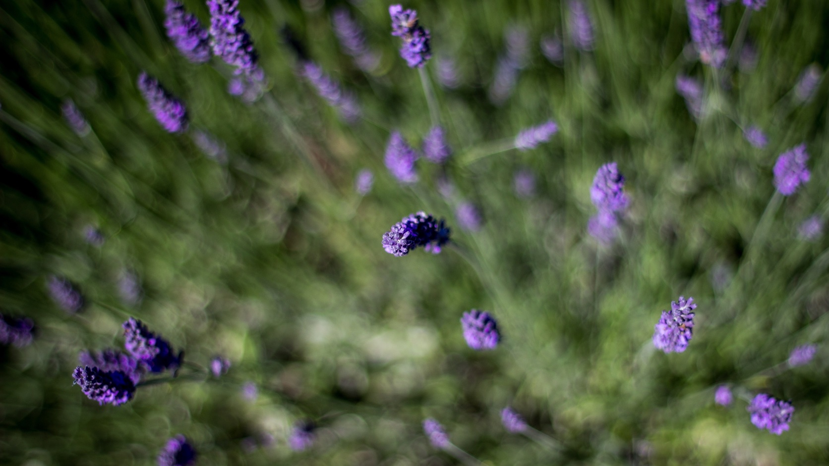 Lavender Blooms