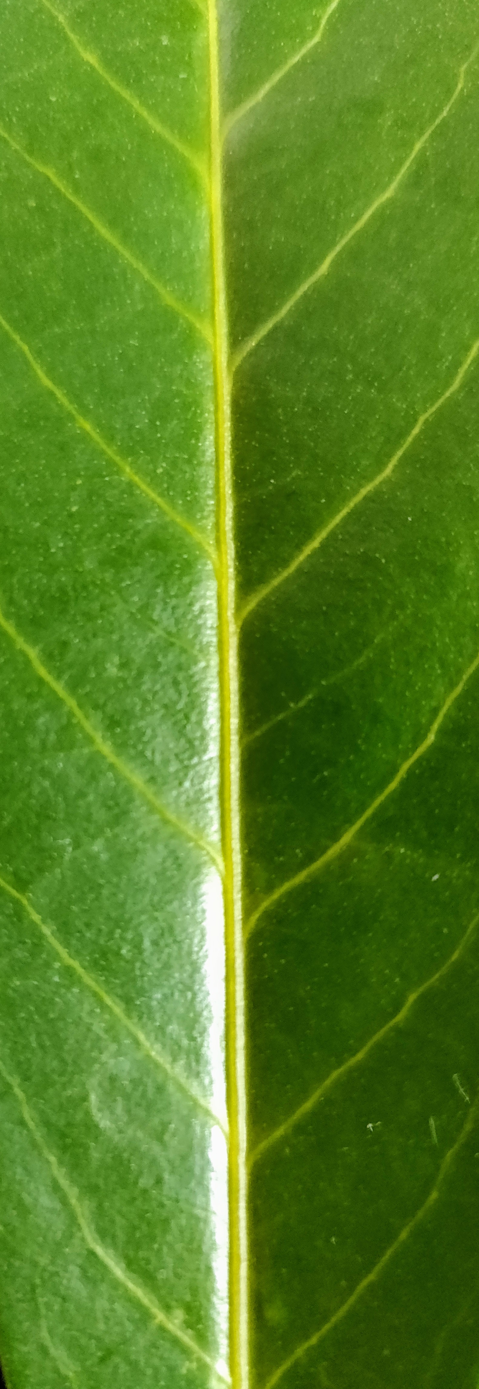 Leaf texture close up 2.jpg