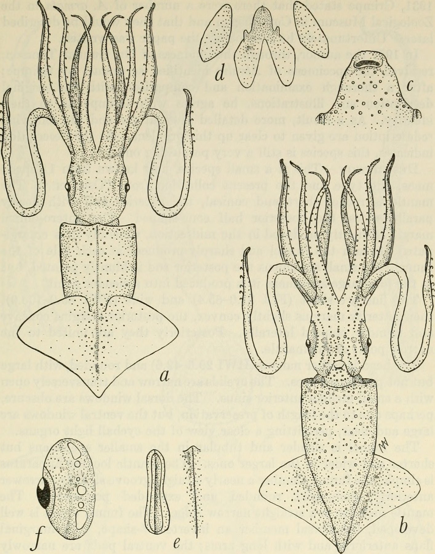 Vintage Squid Illustration