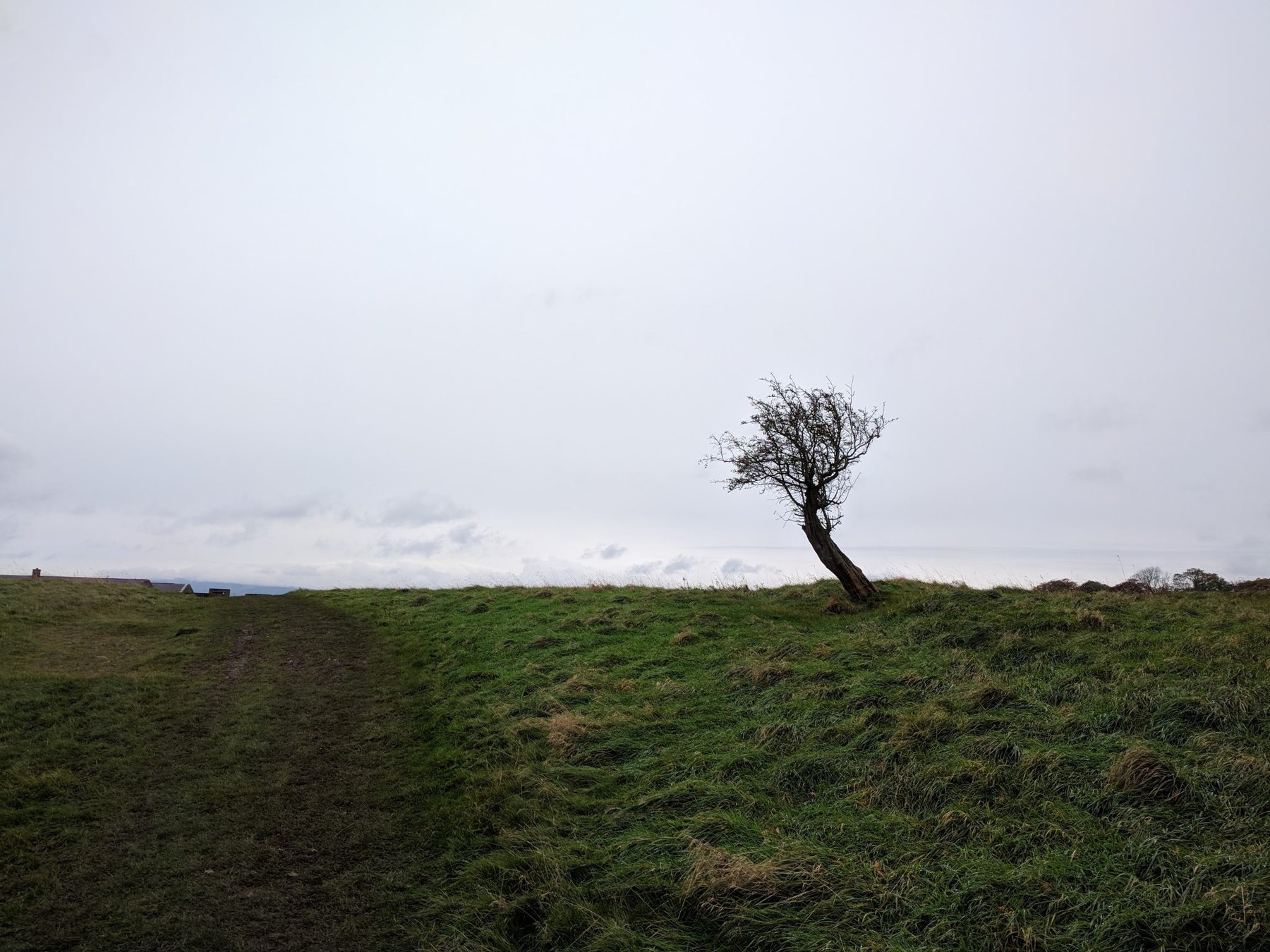 Windswept Lone Tree