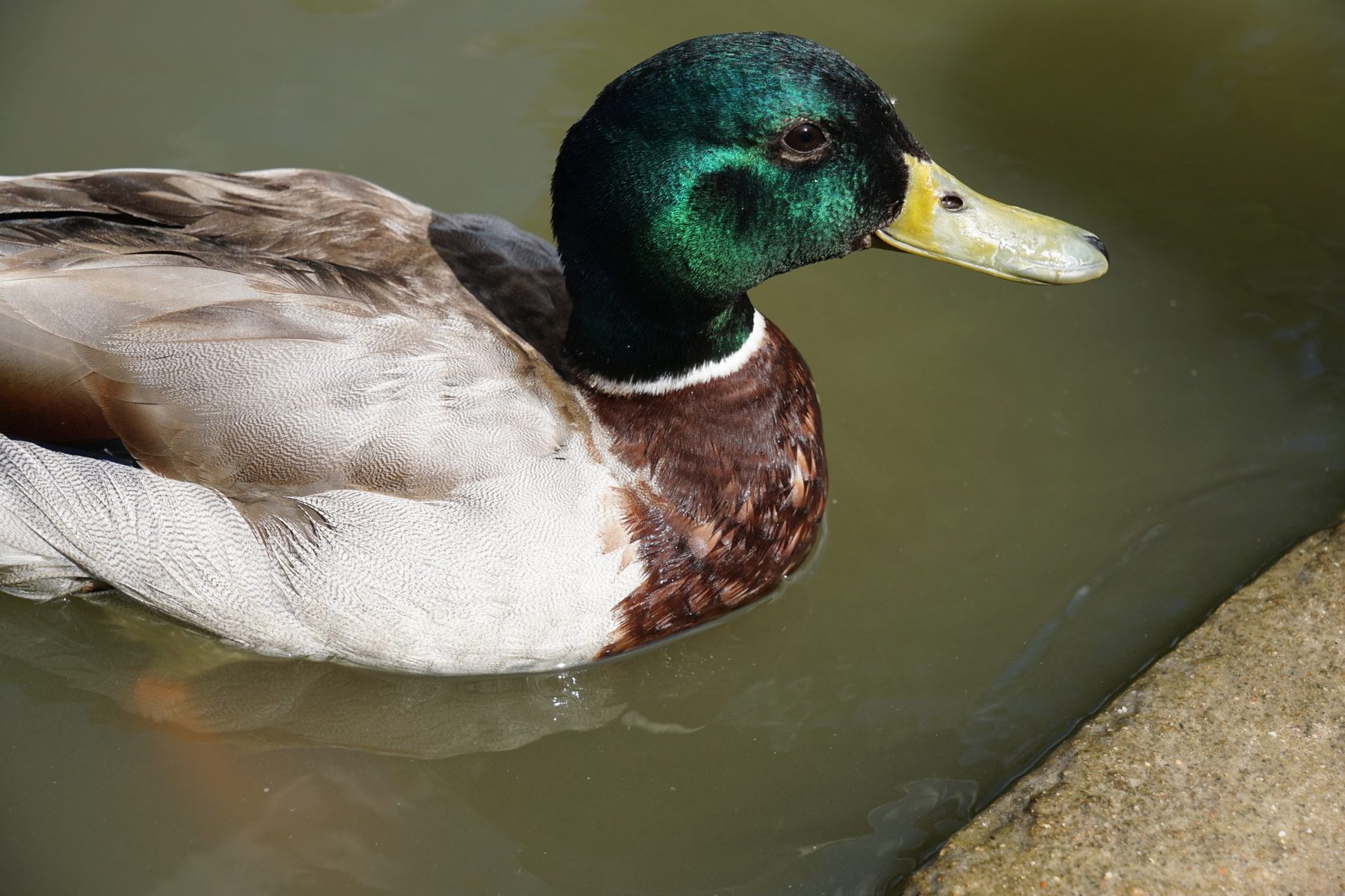 Mallard Drake on the Pond