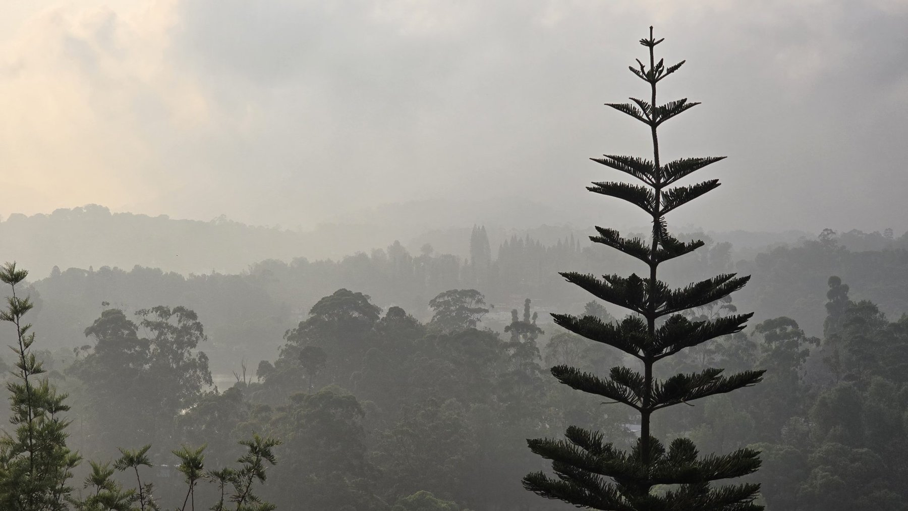Misty Pine Forest at Dawn