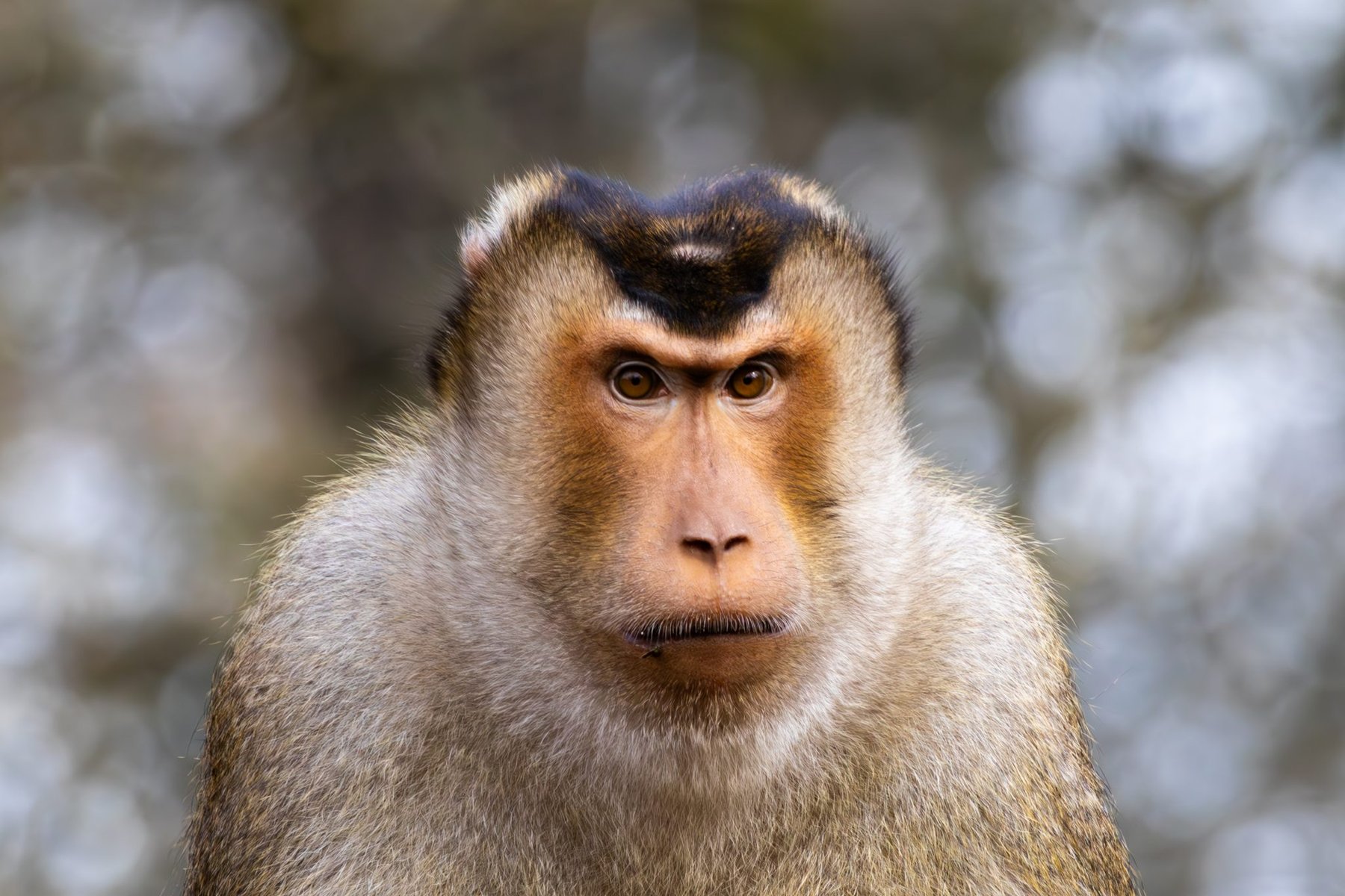 Macaque Portrait