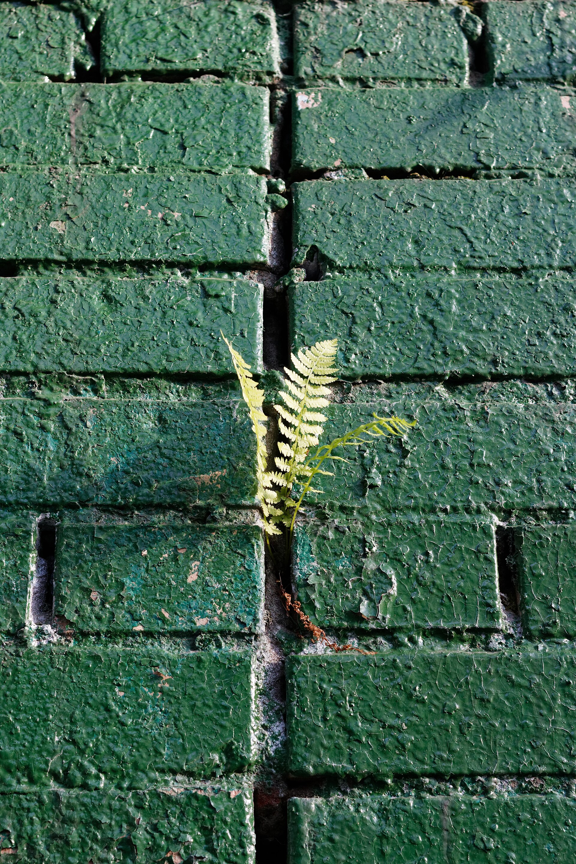 Moscow, ferns on a brick wall 02.jpg