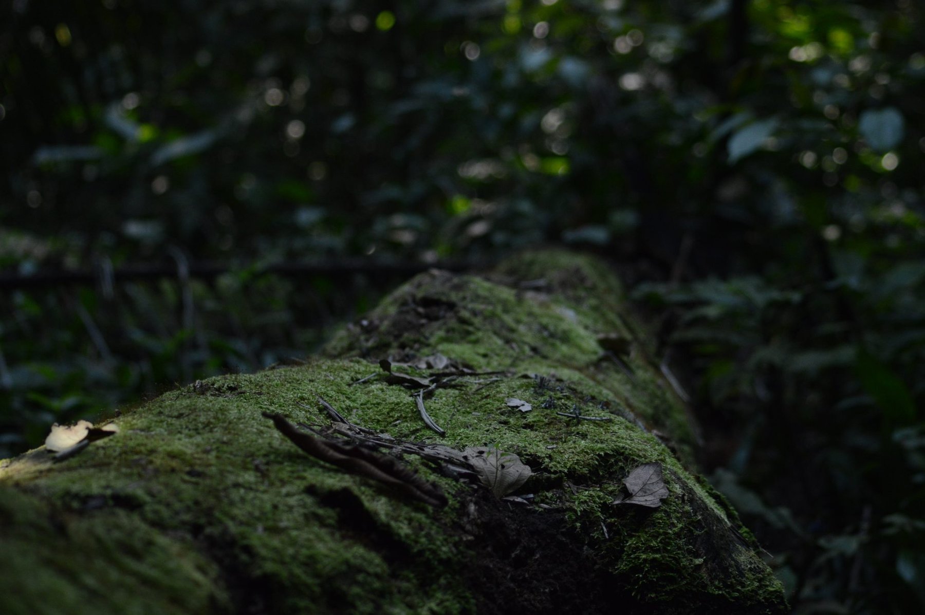 Mossy Forest Log