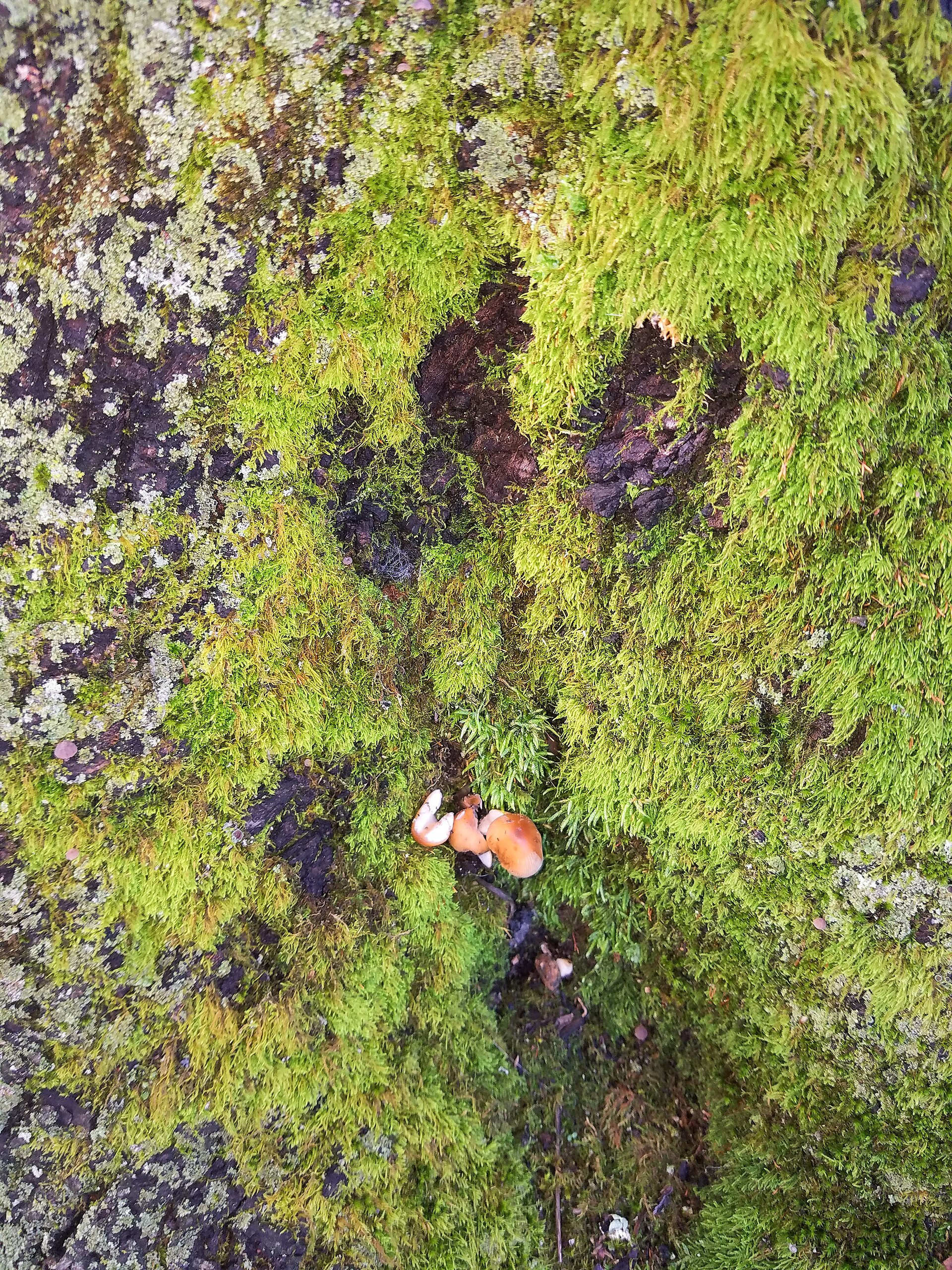 Moss, lichen, fungi - Arlington, MA.jpg