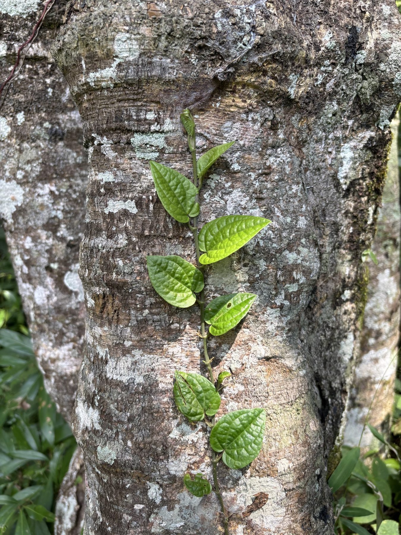 Moss on Tree Bark