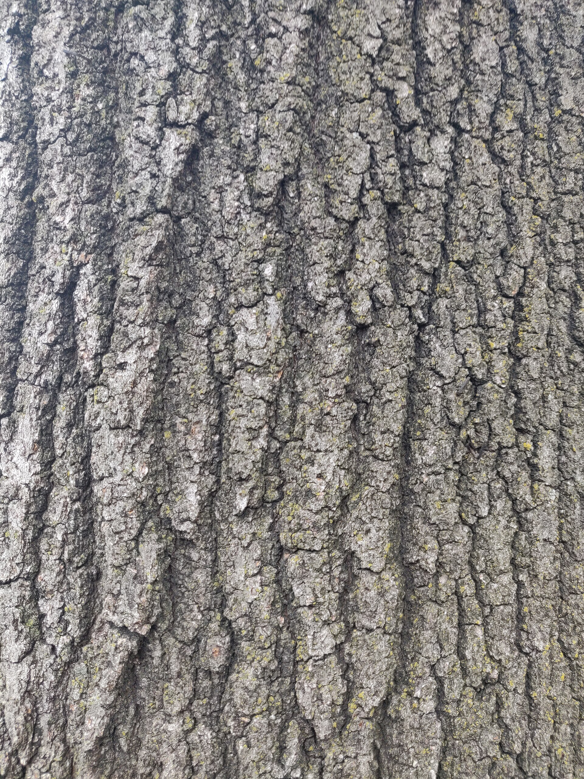 Oak tree bark texture.jpg