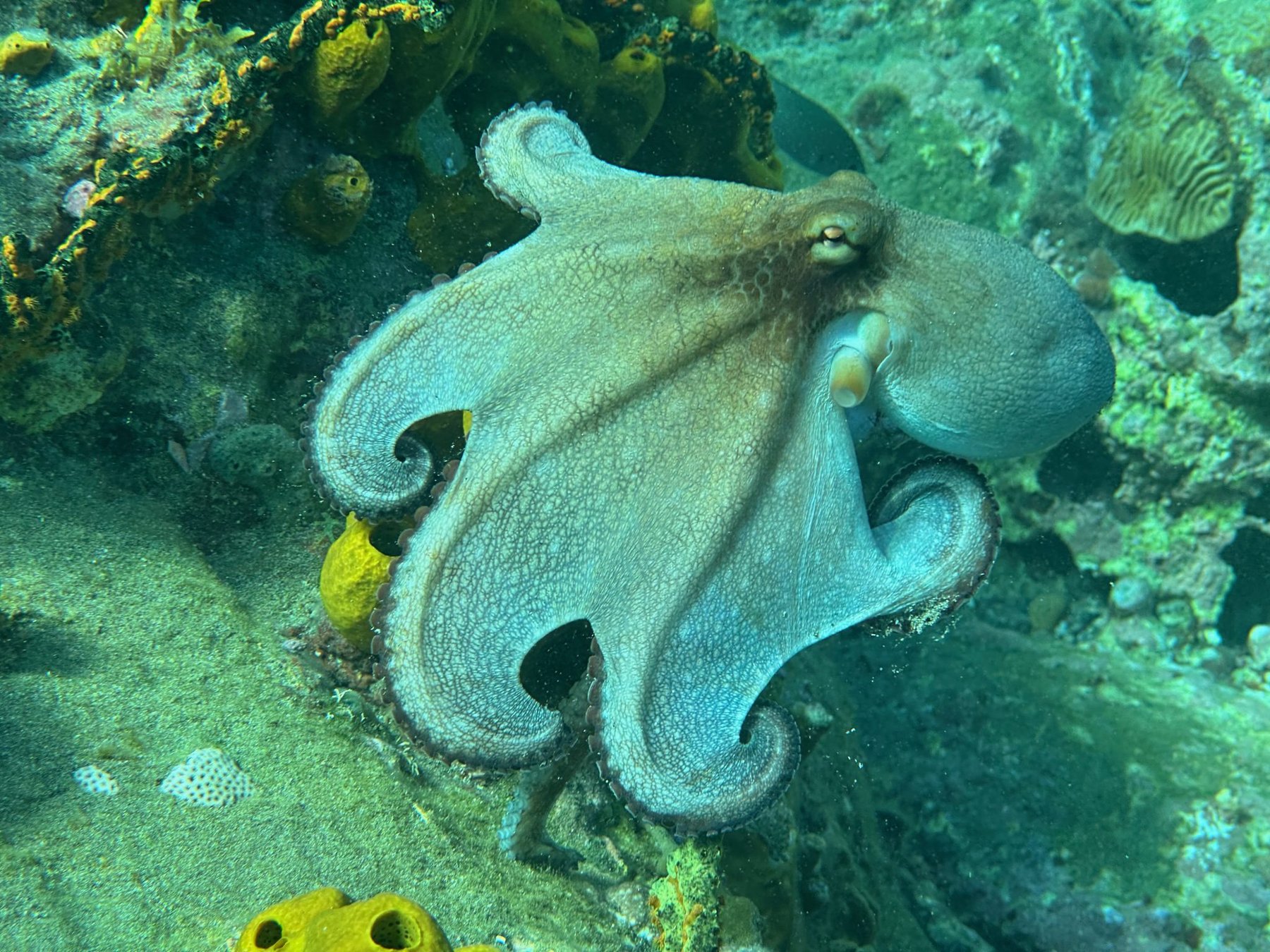 Octopus on the Reef
